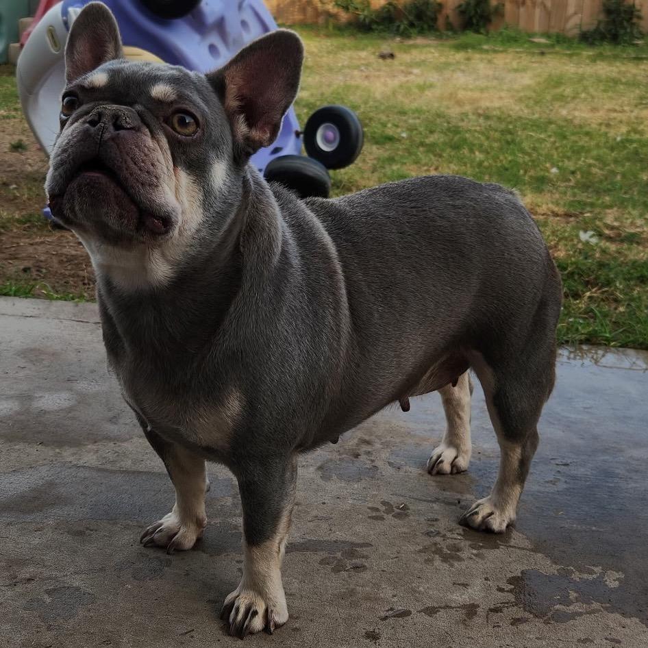 Eggroll, Adoptable, Adult Female French Bulldog.