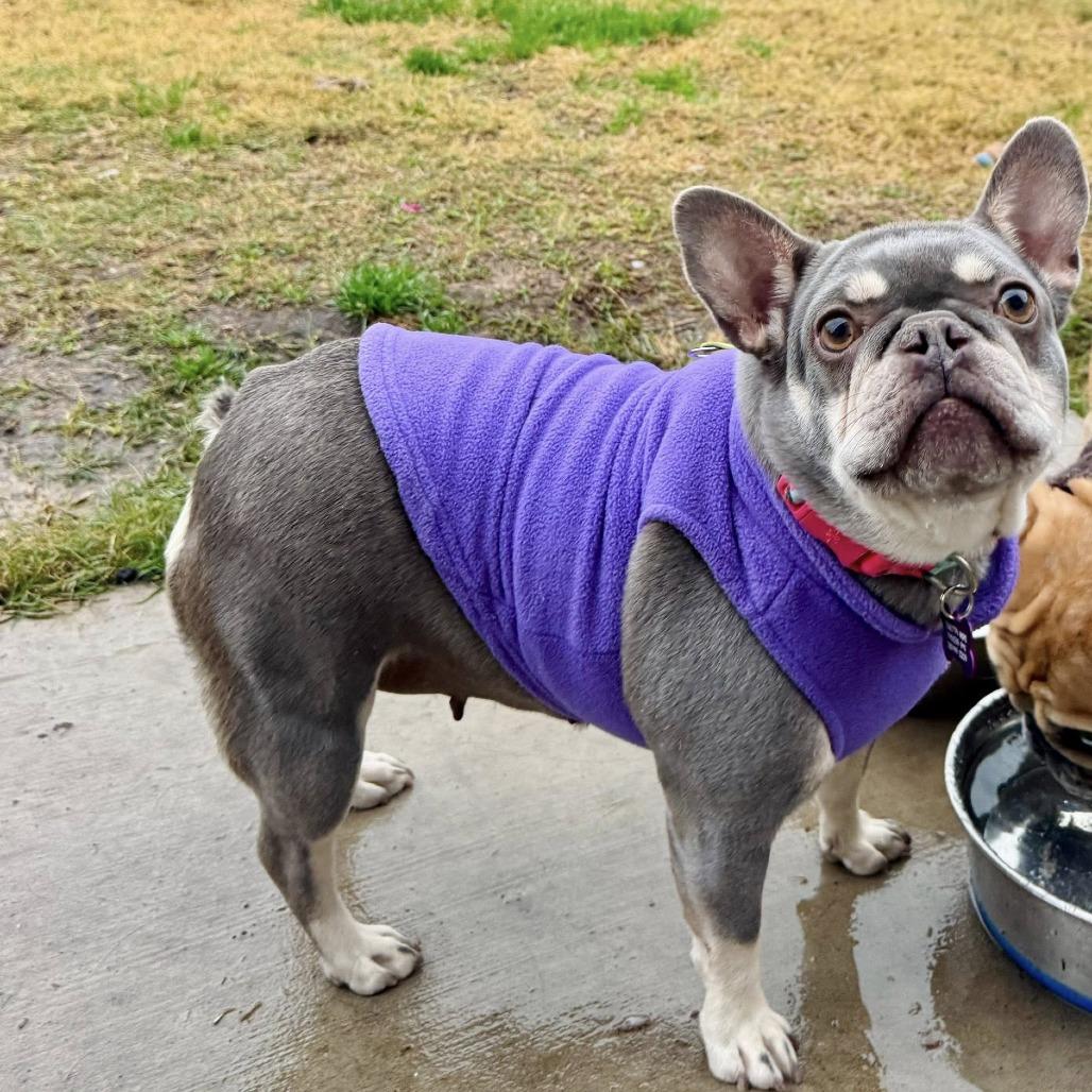 Enlarge Eggroll, a Adoptable French Bulldog in Houston, TX image 2/2