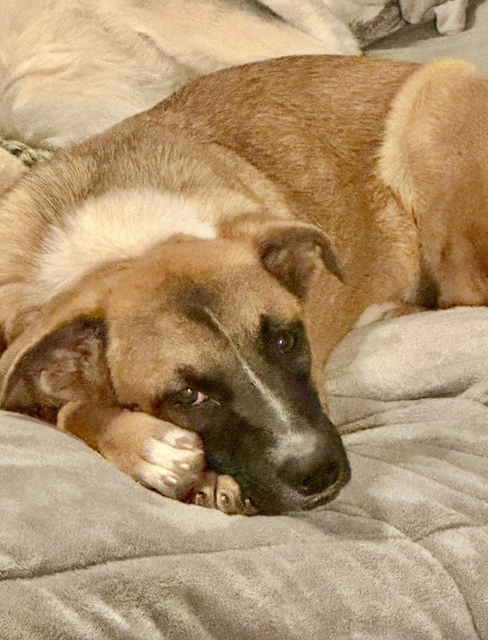 Zelda, Adoptable, Young Female Shepherd & Boxer.