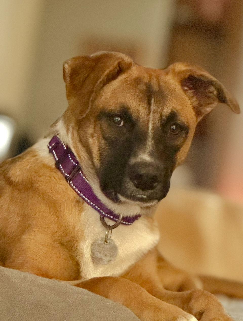 Zelda, a Adoptable mixed breed in Omaha, NE image 2/3