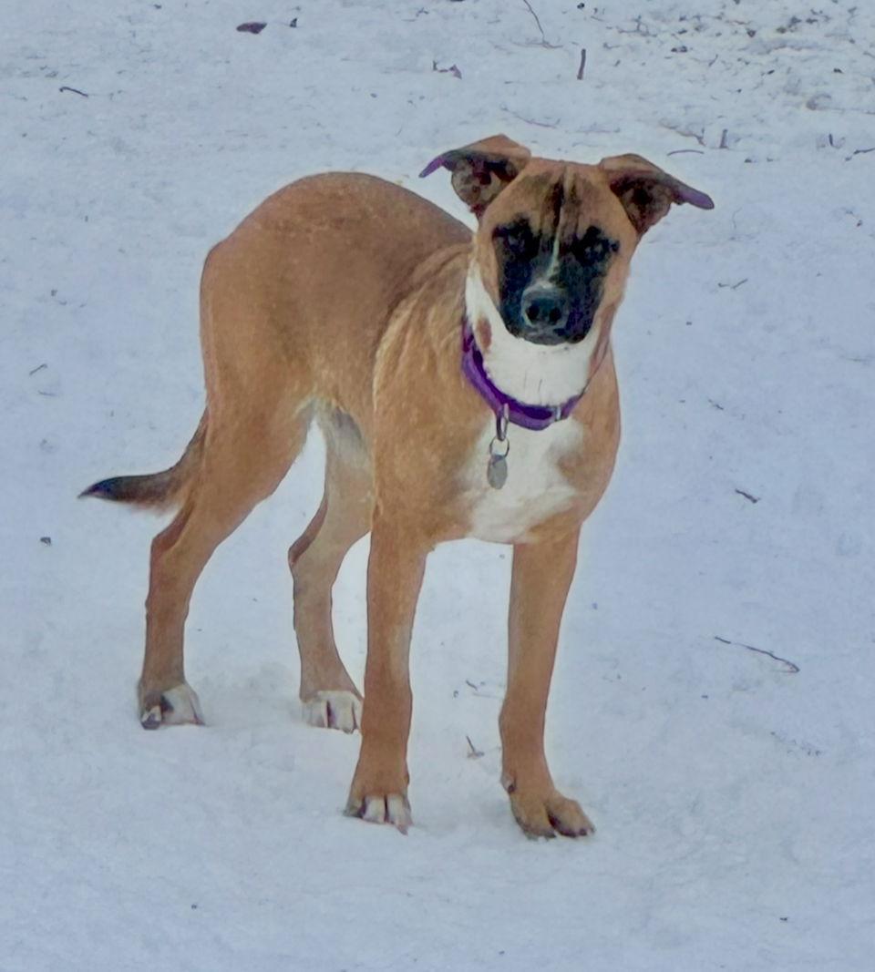 Zelda, a Adoptable mixed breed in Omaha, NE image 3/3