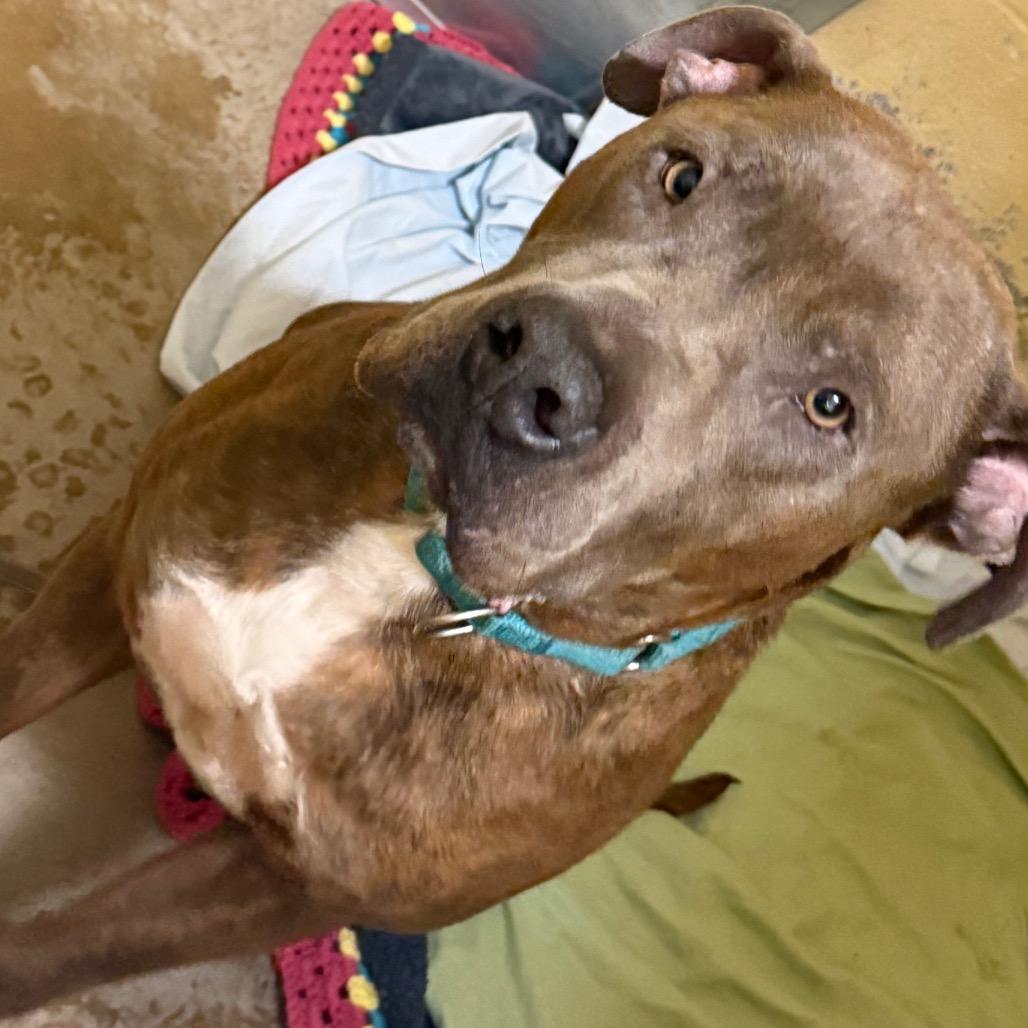 Keaton, Adoptable, Adult Male Mixed Breed.