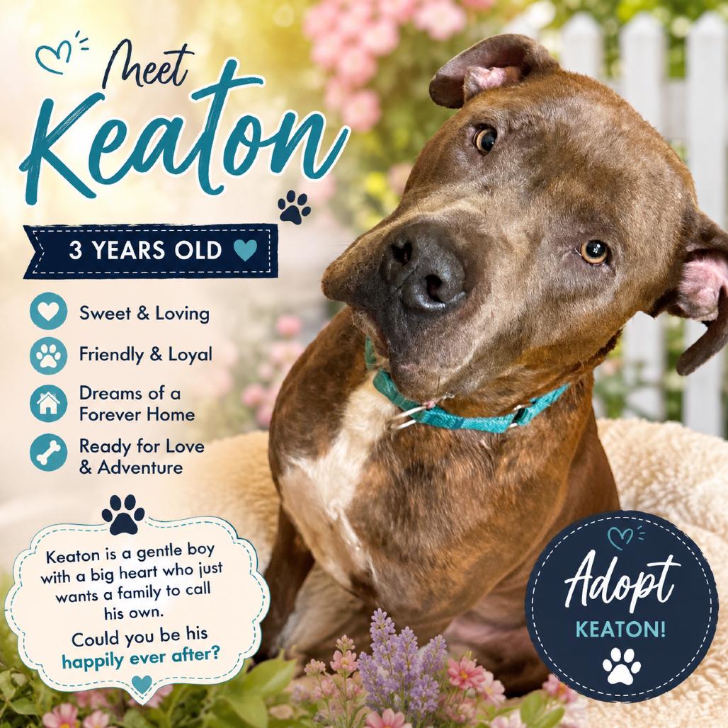 Enlarge Keaton, a Adoptable Mixed Breed in Waldorf, MD image 2/2