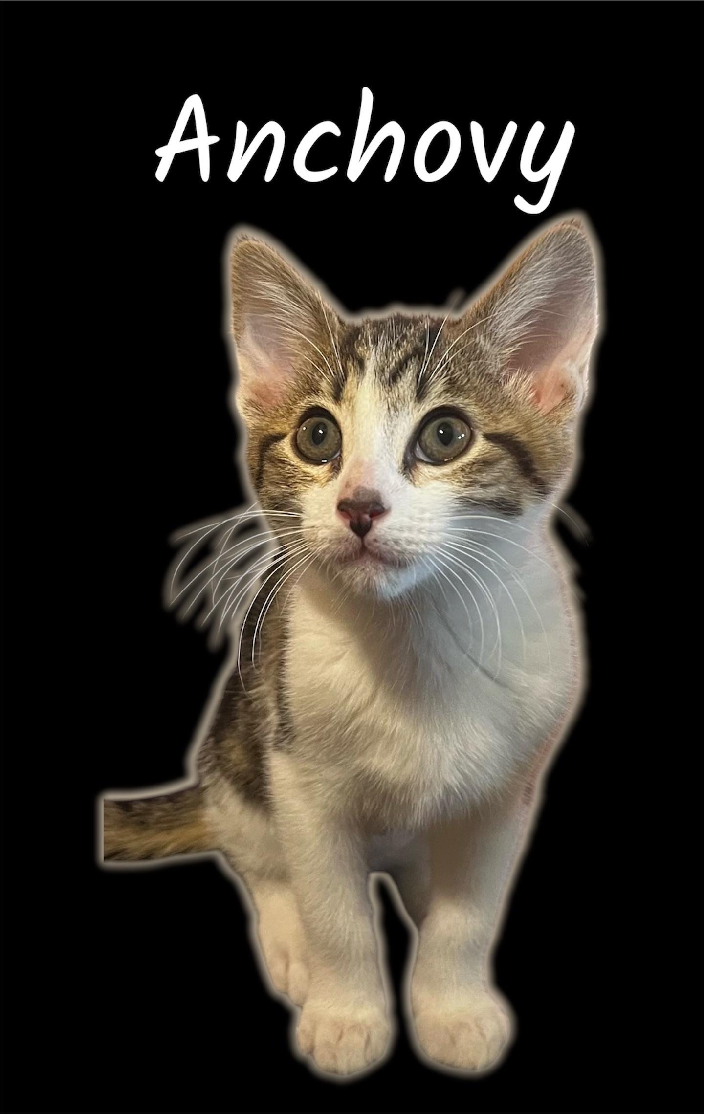 Enlarge Anchovy, an adoptable Domestic Short Hair in Auburn, CA image 1/1