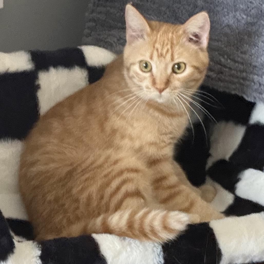 Toulouse, a Adoptable Domestic Medium Hair in Sioux Falls, SD image 1/6