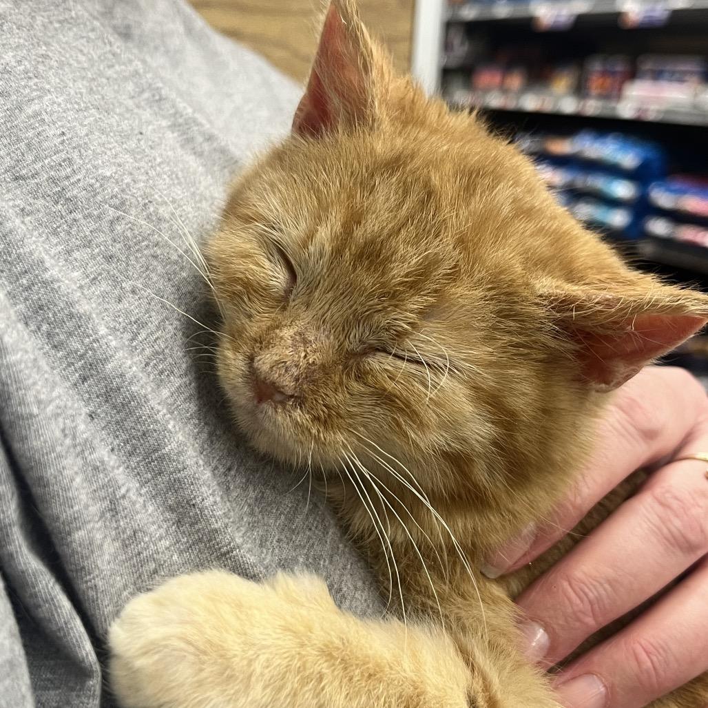 Toulouse, a Adoptable Domestic Medium Hair in Sioux Falls, SD image 2/6