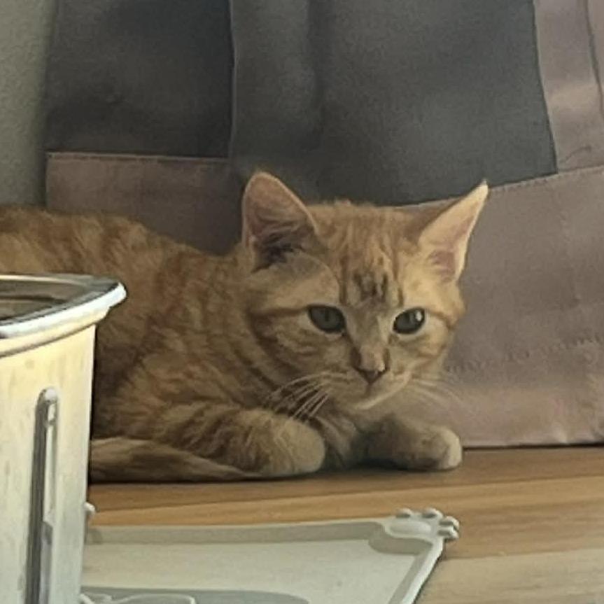 Toulouse, a Adoptable Domestic Medium Hair in Sioux Falls, SD image 3/6