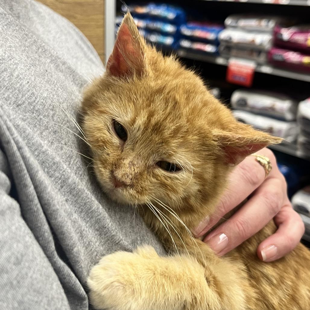 Toulouse, a Adoptable Domestic Medium Hair in Sioux Falls, SD image 4/6