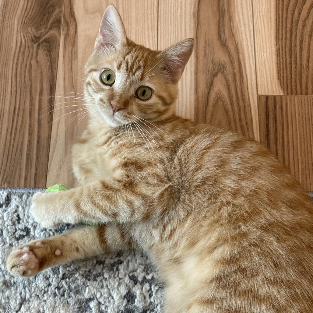 Toulouse, a Adoptable Domestic Medium Hair in Sioux Falls, SD image 5/6