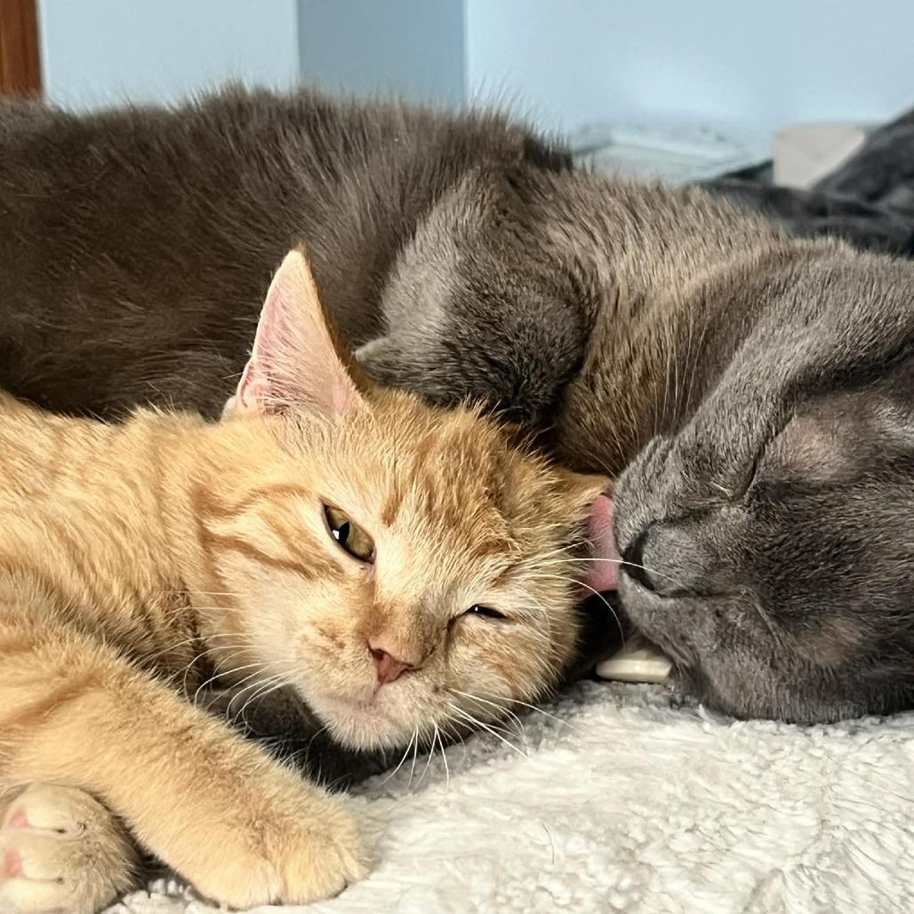 Toulouse, a Adoptable Domestic Medium Hair in Sioux Falls, SD image 6/6
