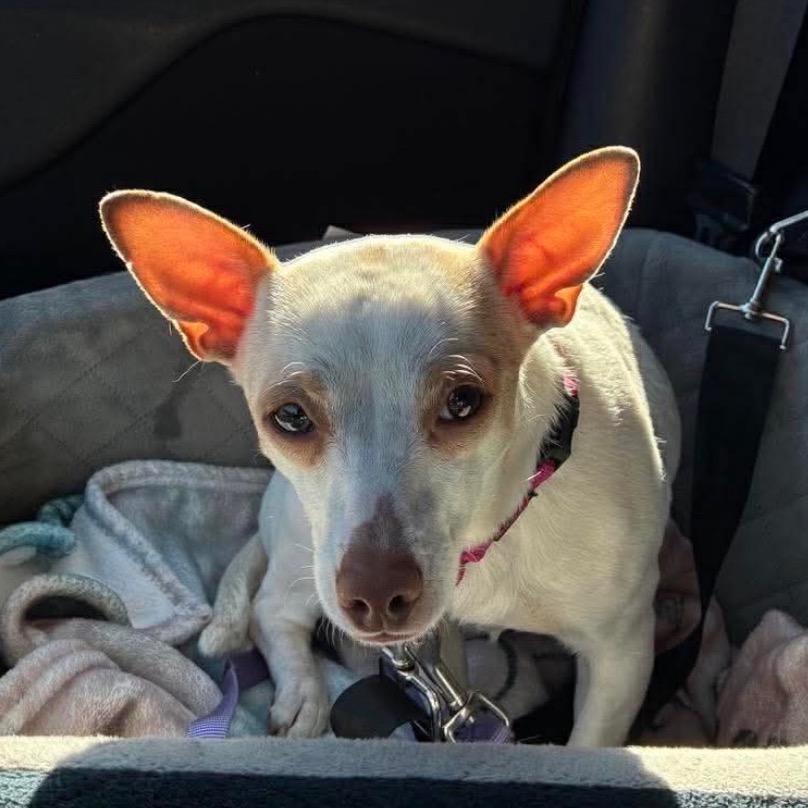 Leita, a Adoptable mixed breed in Edwards, IL image 2/4