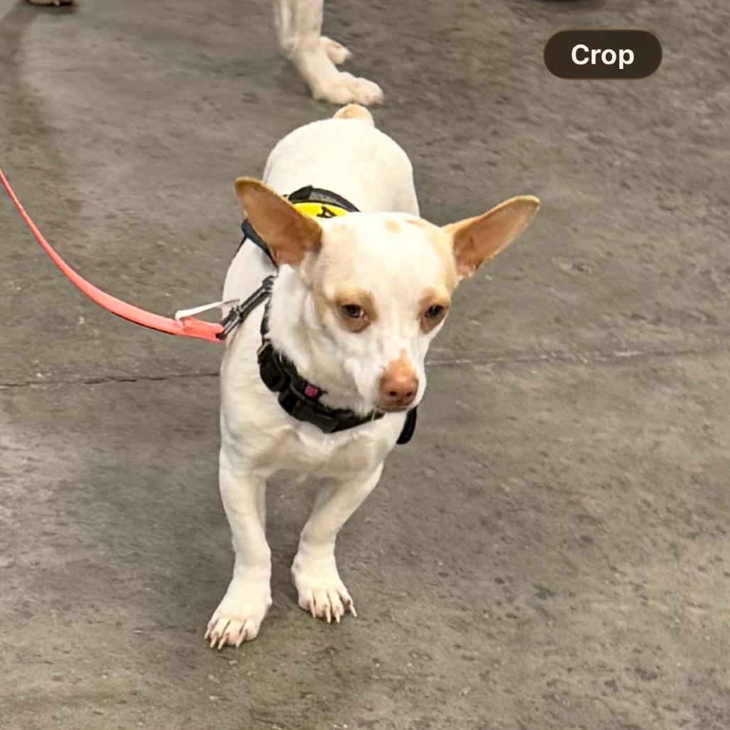 Leita, a Adoptable mixed breed in Edwards, IL image 4/4