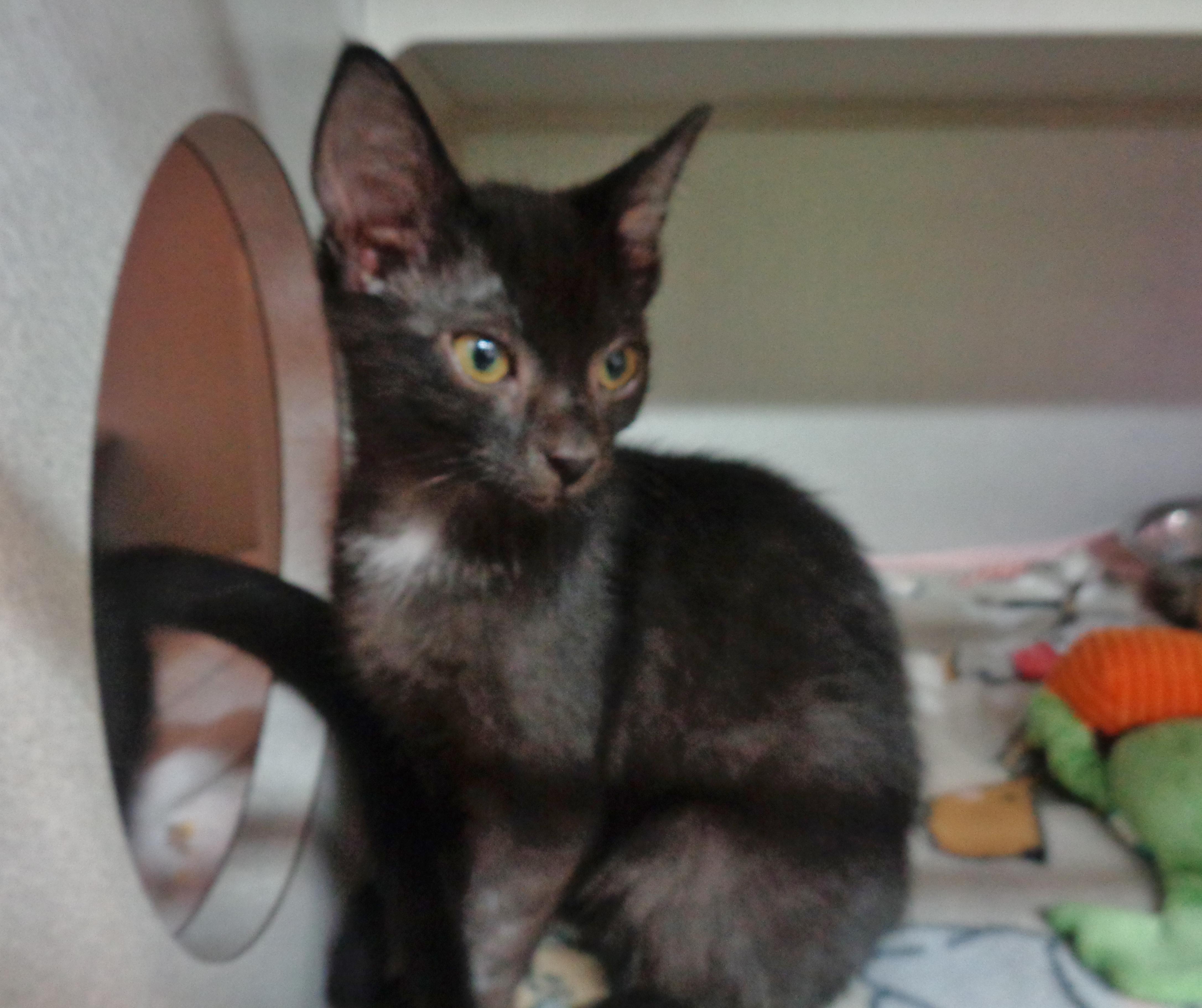 Enlarge SHENANDOAH, an adoptable Domestic Short Hair in Delhi, NY image 4/6