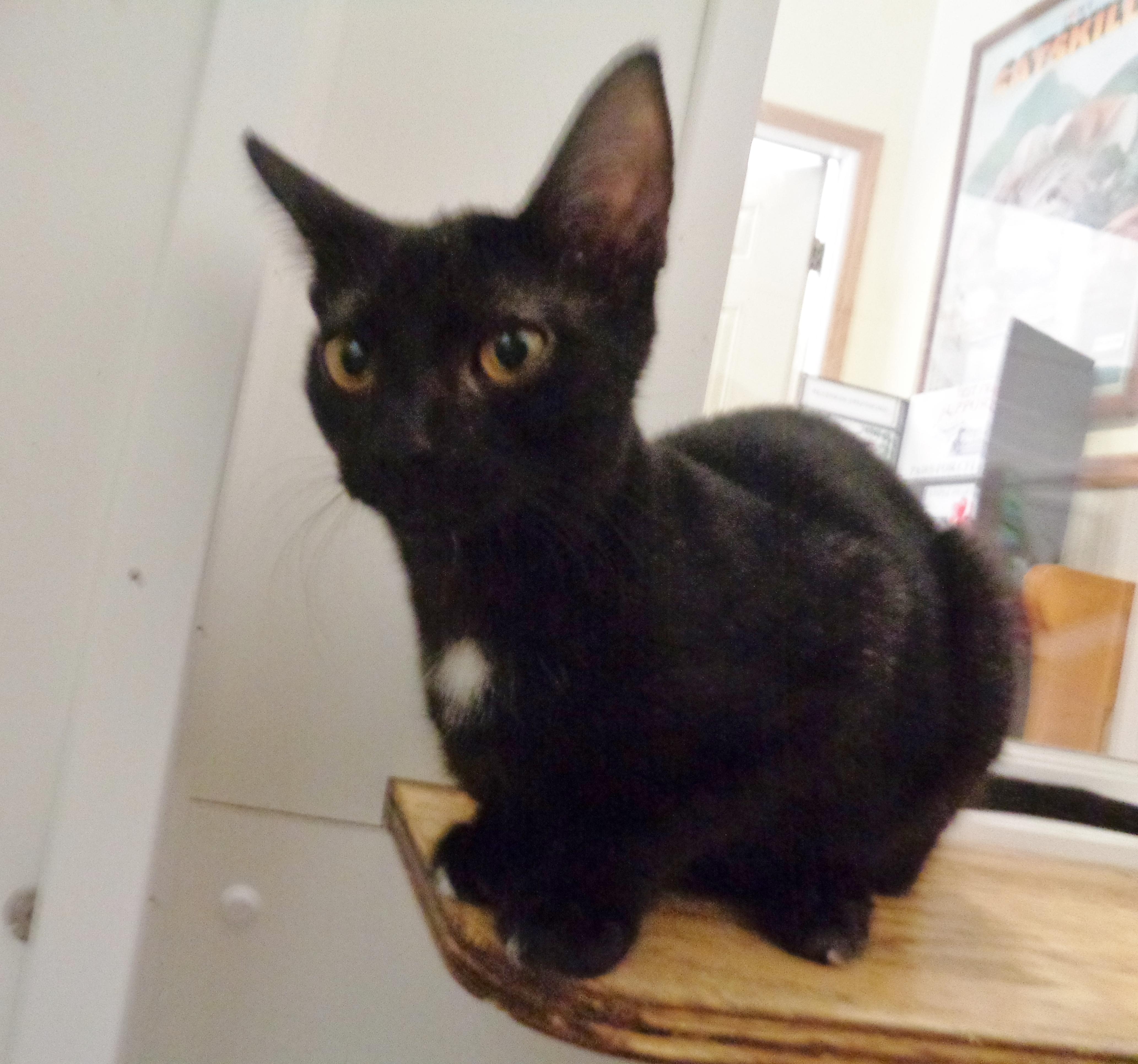 Enlarge SHENANDOAH, an adoptable Domestic Short Hair in Delhi, NY image 3/6