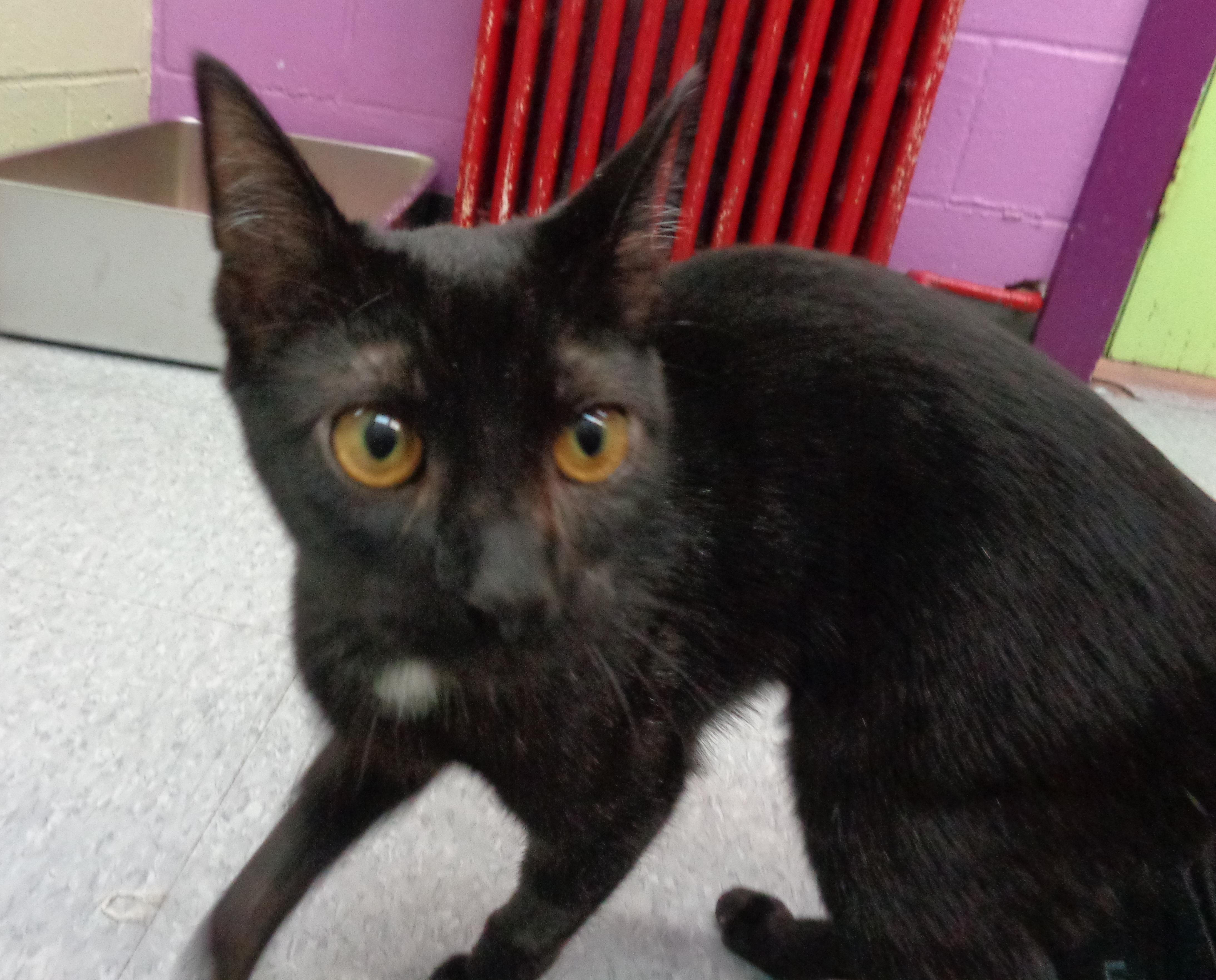 Enlarge SHENANDOAH, an adoptable Domestic Short Hair in Delhi, NY image 2/6