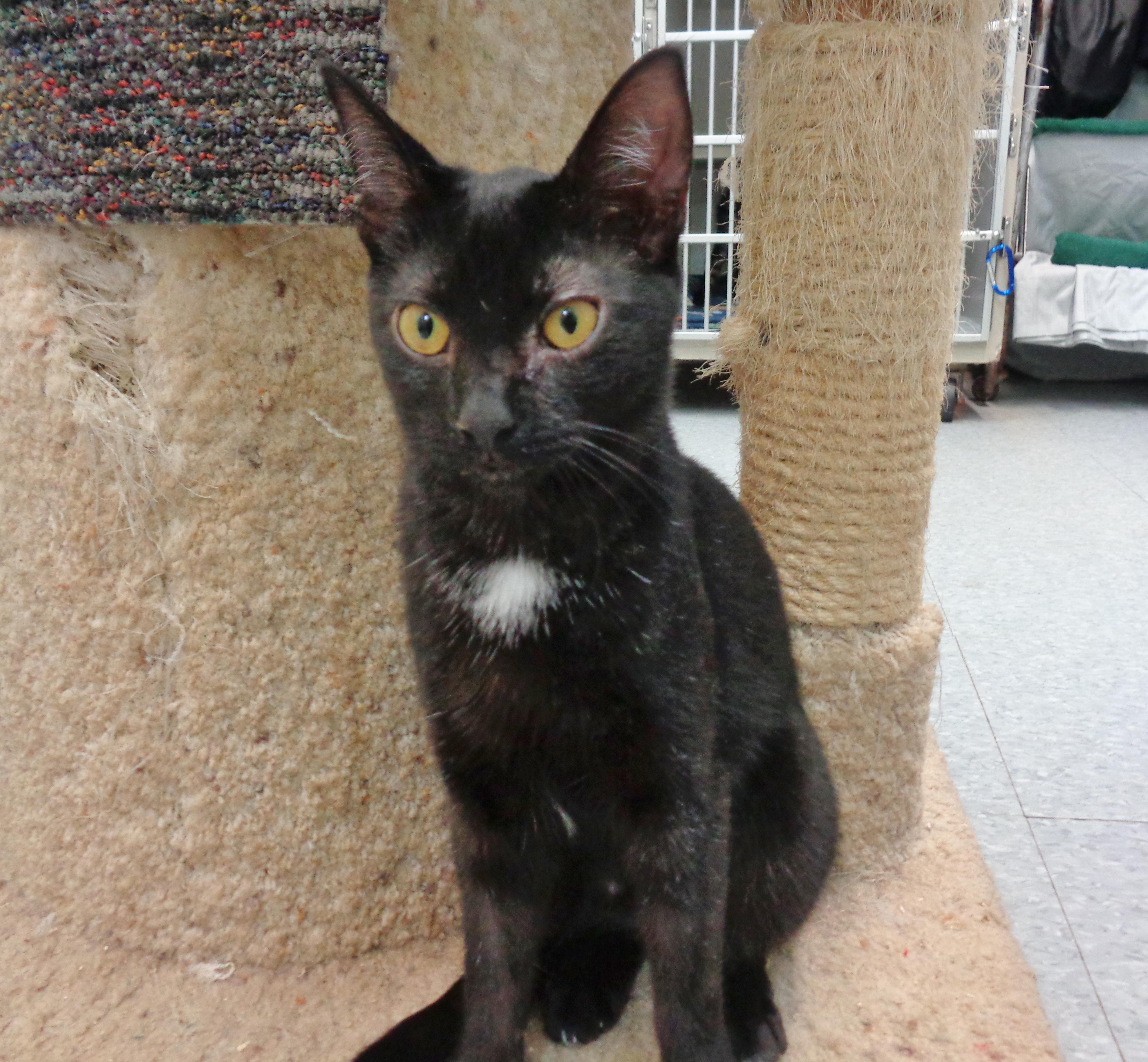 Enlarge SHENANDOAH, an adoptable Domestic Short Hair in Delhi, NY image 1/6