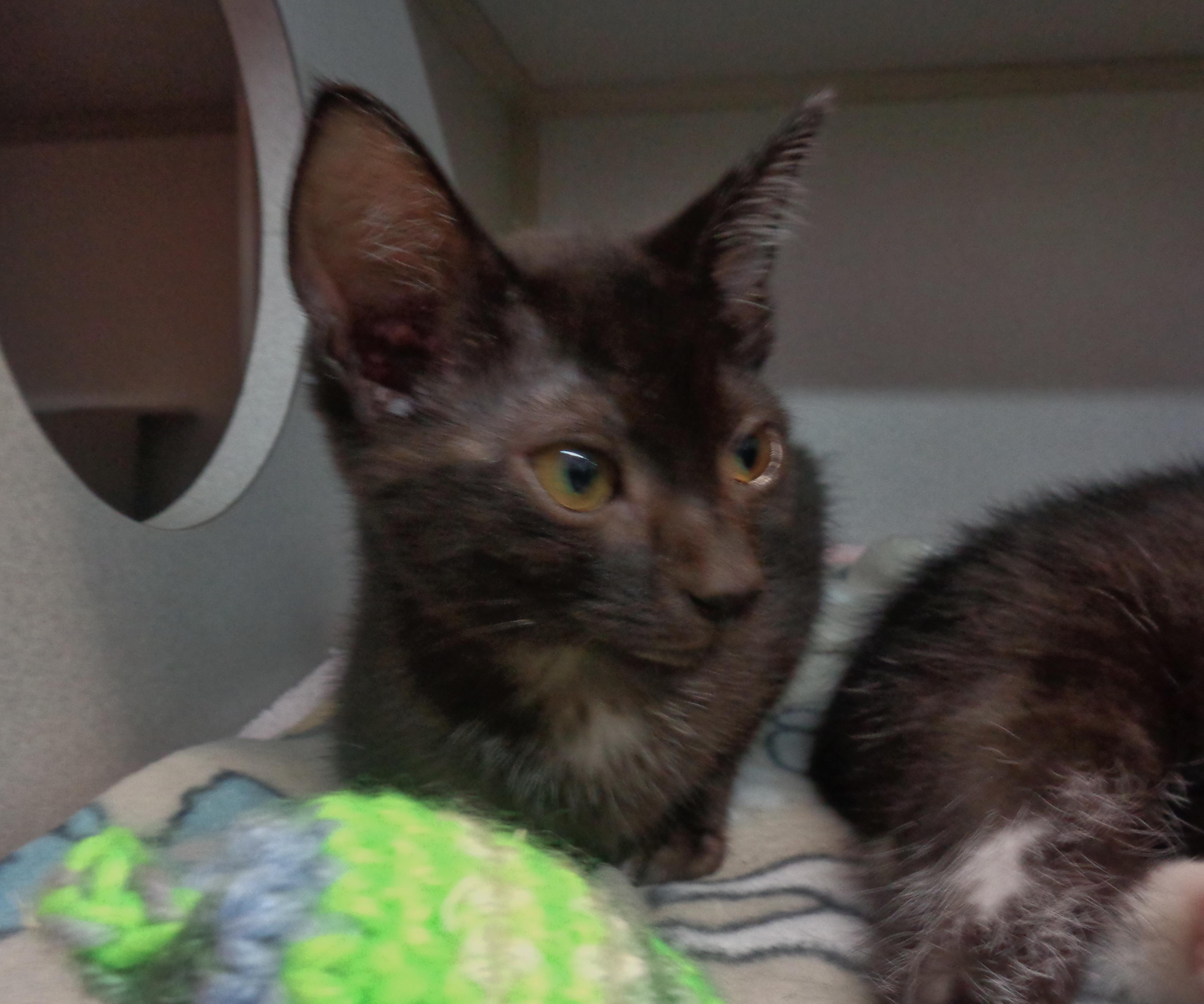 Enlarge SHENANDOAH, an adoptable Domestic Short Hair in Delhi, NY image 6/6