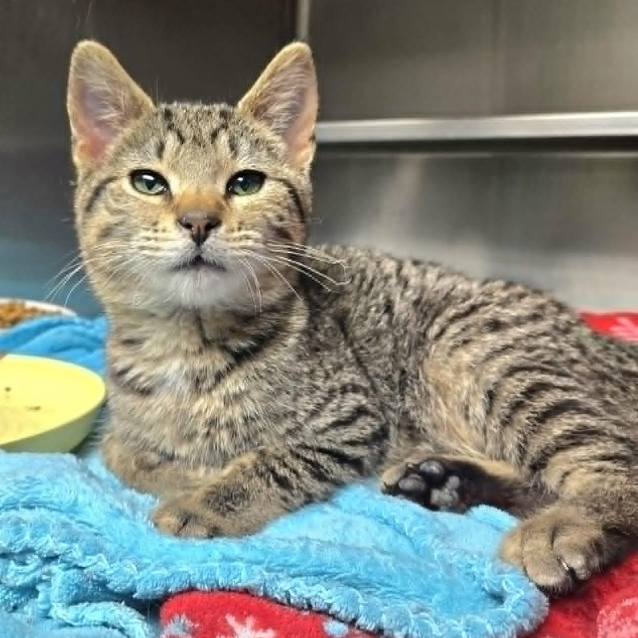 Nettle *FELV*, ADOPTABLE, Kitten Female Domestic Short Hair.