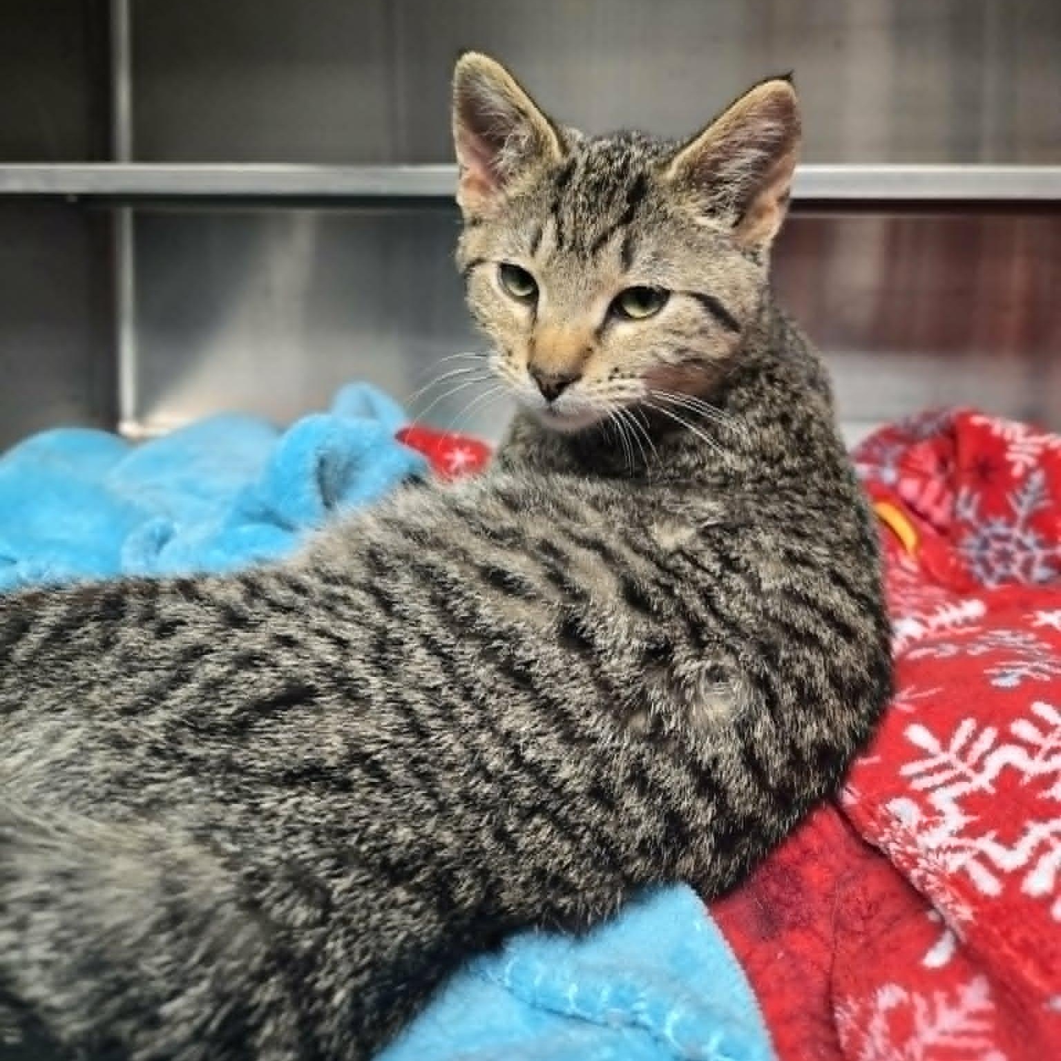 Enlarge Nettle *FELV*, a ADOPTABLE Domestic Short Hair in Watertown, WI image 2/4