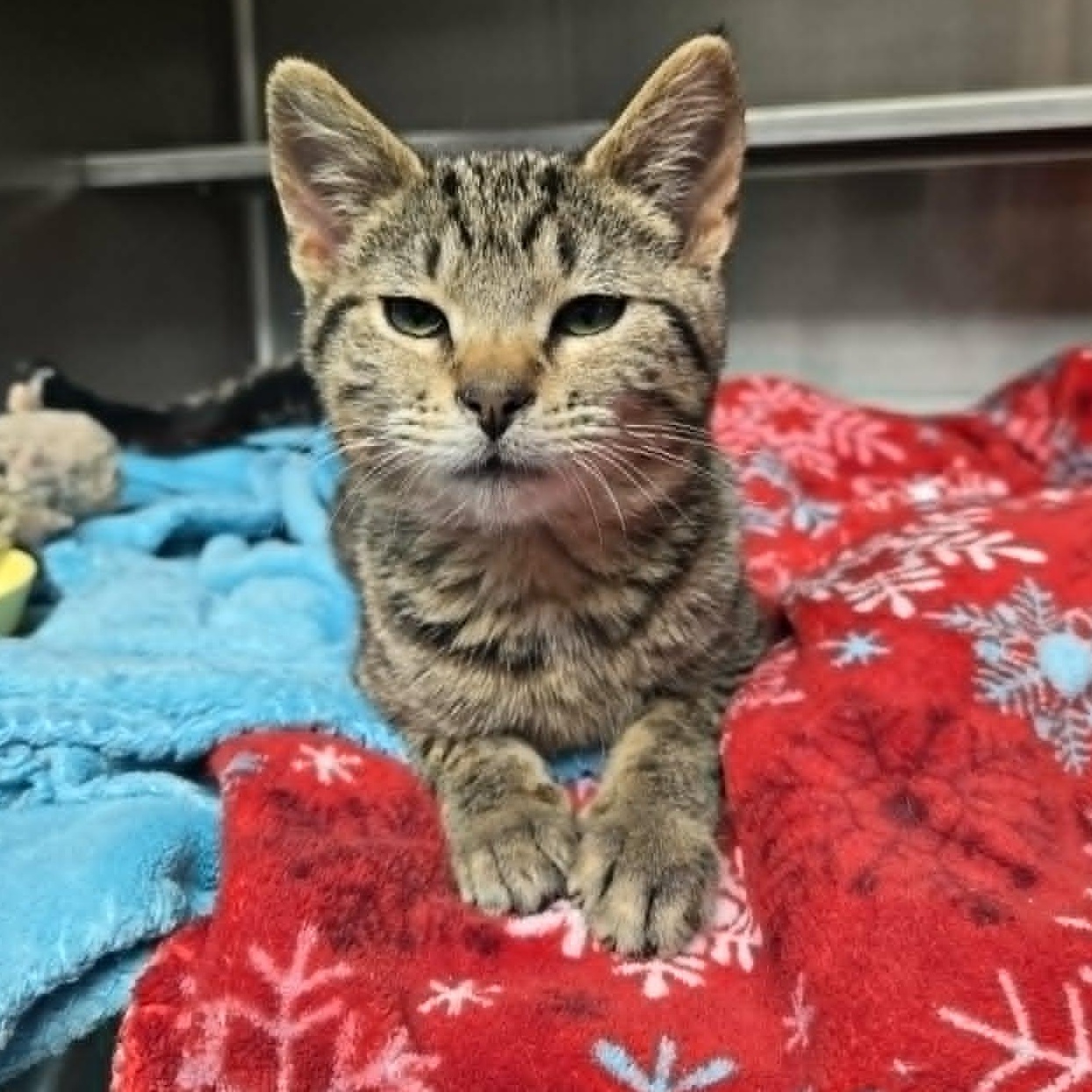 Enlarge Nettle *FELV*, a ADOPTABLE Domestic Short Hair in Watertown, WI image 4/4