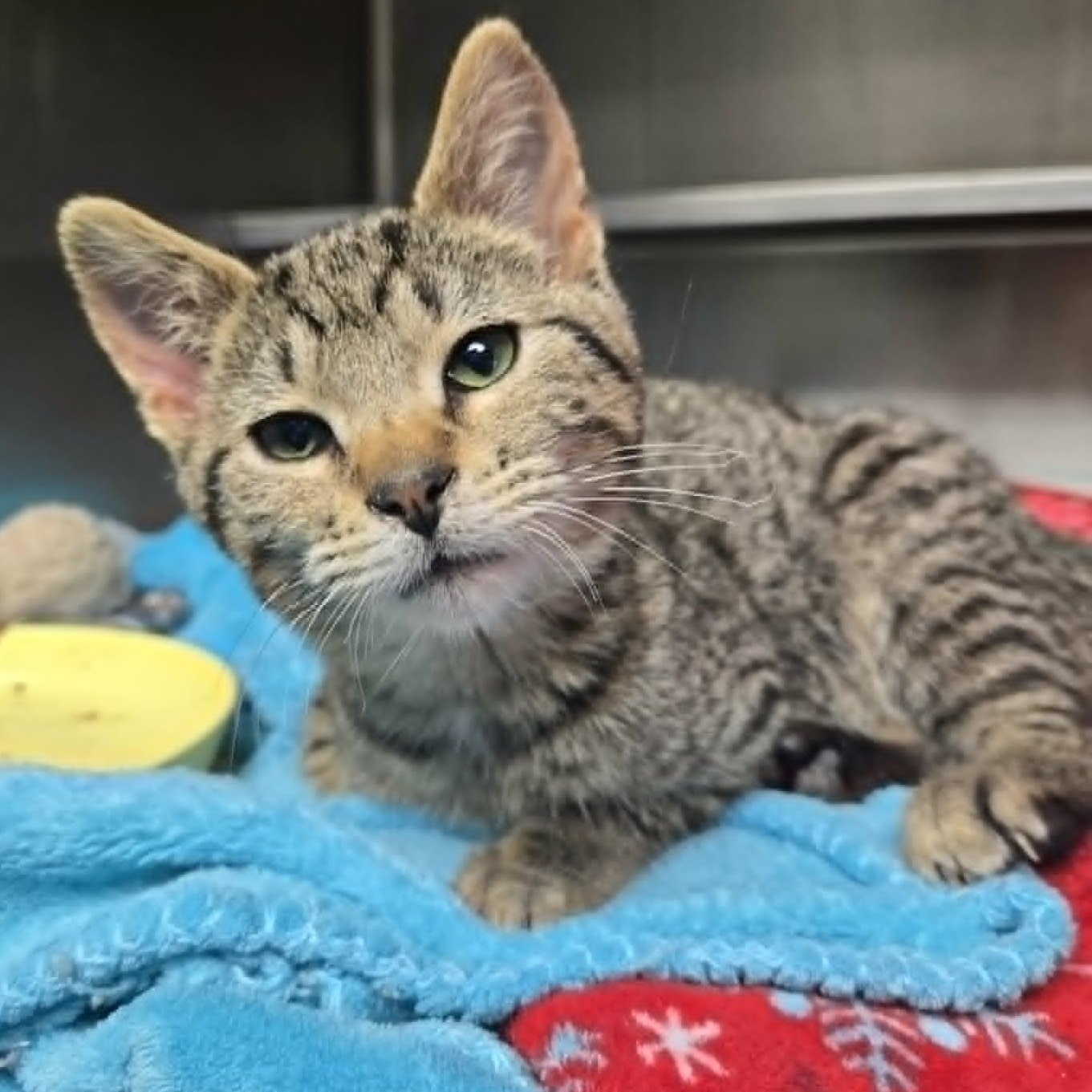 Enlarge Nettle *FELV*, a ADOPTABLE Domestic Short Hair in Watertown, WI image 3/4