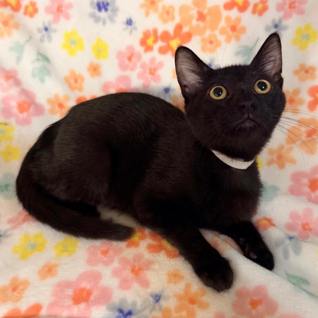 Opal, Adoptable, Kitten Female Domestic Short Hair.