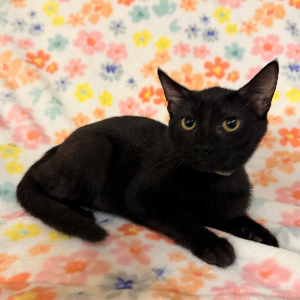 Enlarge Opal, a Adoptable Domestic Short Hair in Flower Mound, TX image 4/4