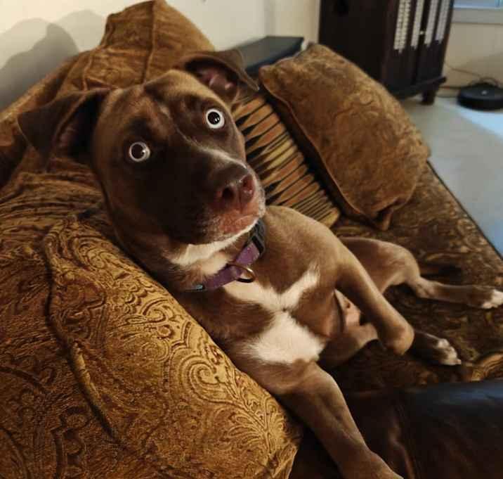 Bailey, a Adoptable mixed breed in Inez, TX image 1/2