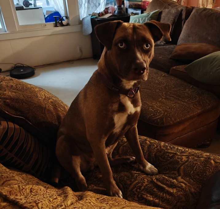 Bailey, a Adoptable mixed breed in Inez, TX image 2/2