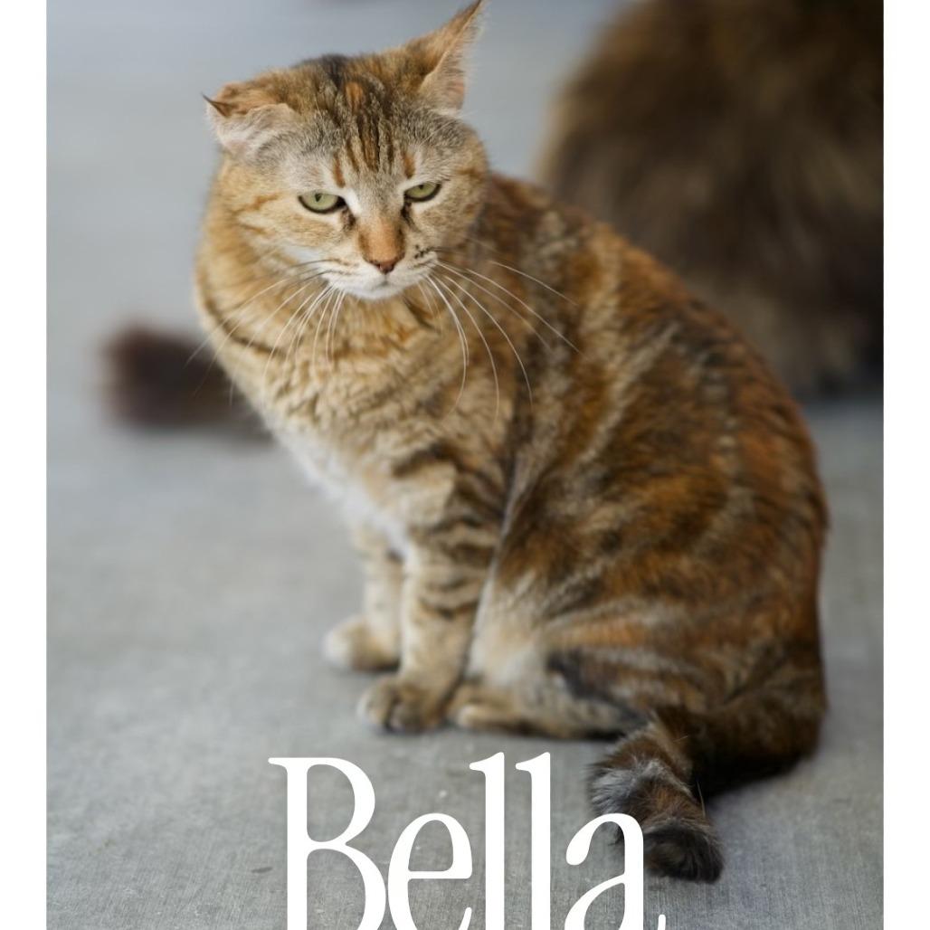 Bella — thumbnail 2