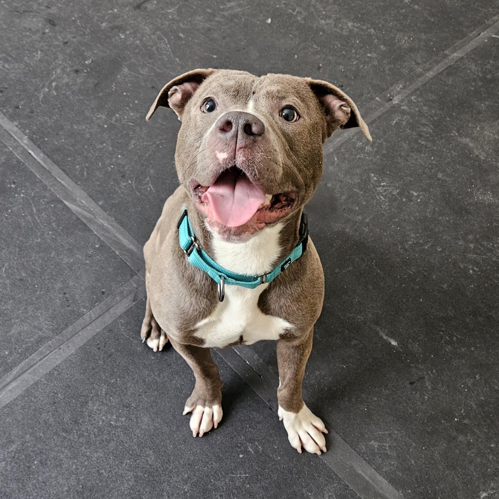 Enlarge Ziti, a Adoptable Pit Bull Terrier in Concord, NH image 1/4