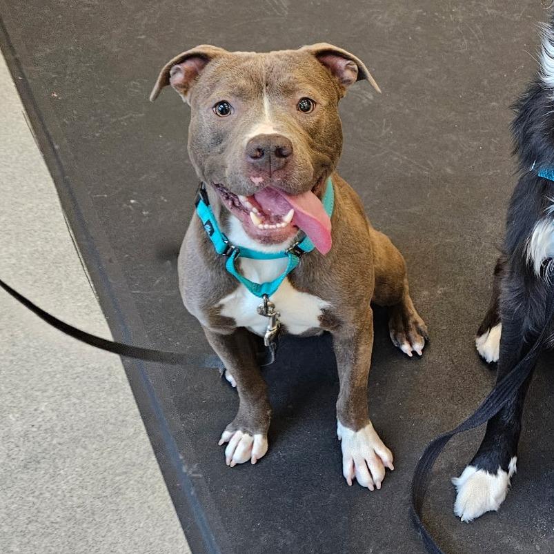 Enlarge Ziti, a Adoptable Pit Bull Terrier in Concord, NH image 2/4