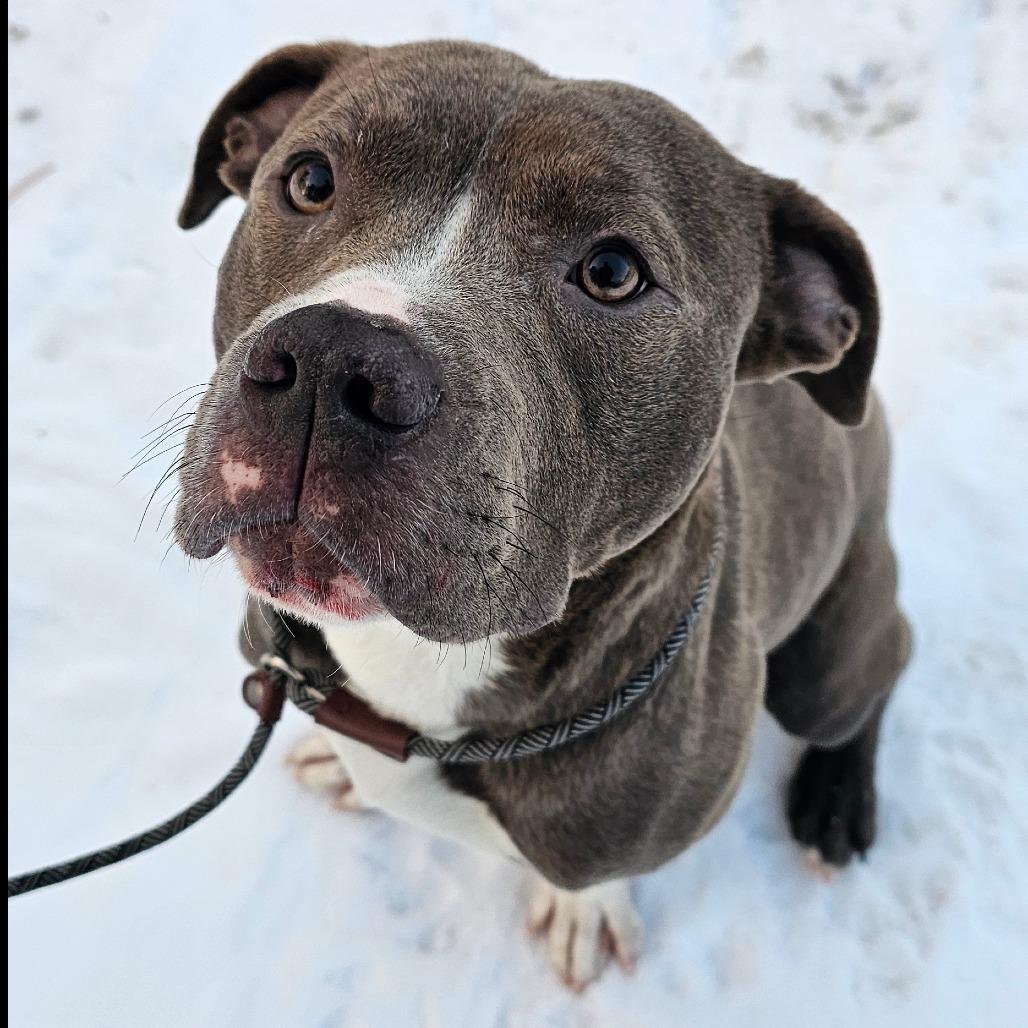 Ziti, a Adoptable Pit Bull Terrier in Concord, NH image 1/2