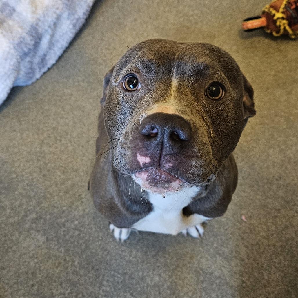 Ziti, a Adoptable Pit Bull Terrier in Concord, NH image 2/2