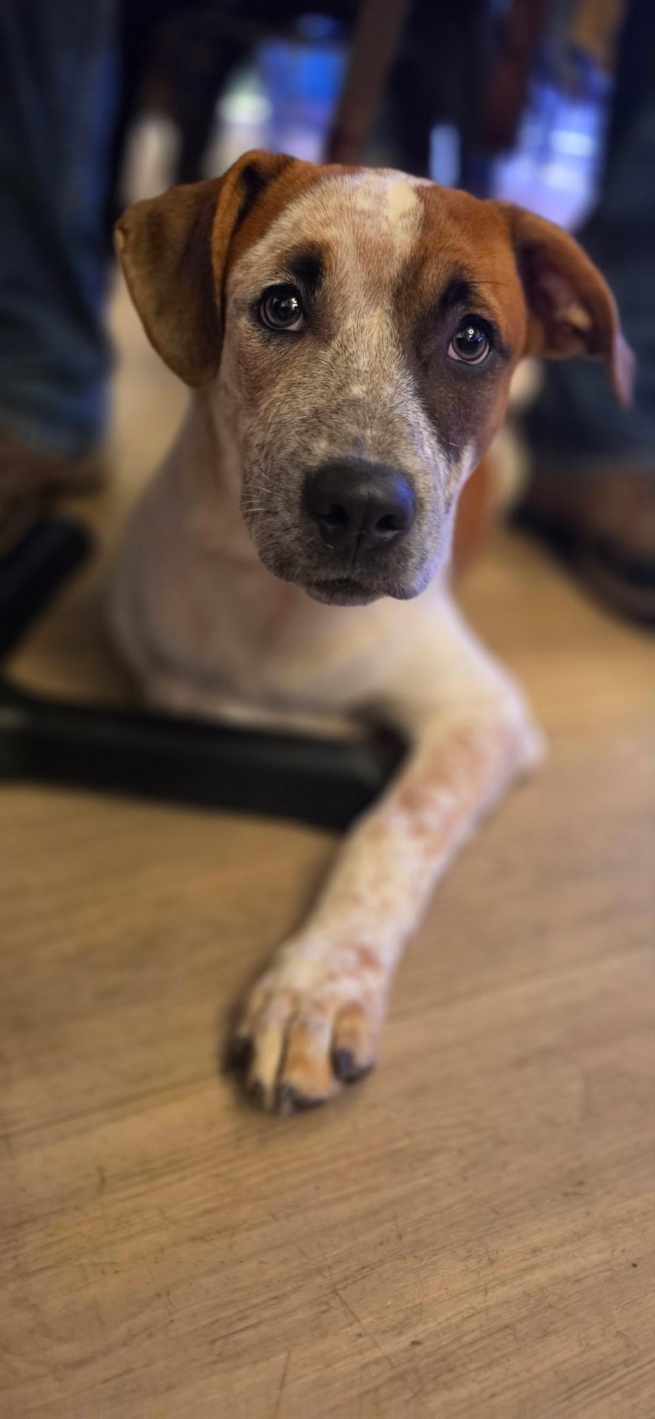 Enlarge Rapp, a Adopted mixed breed in Pembroke, MA image 2/3