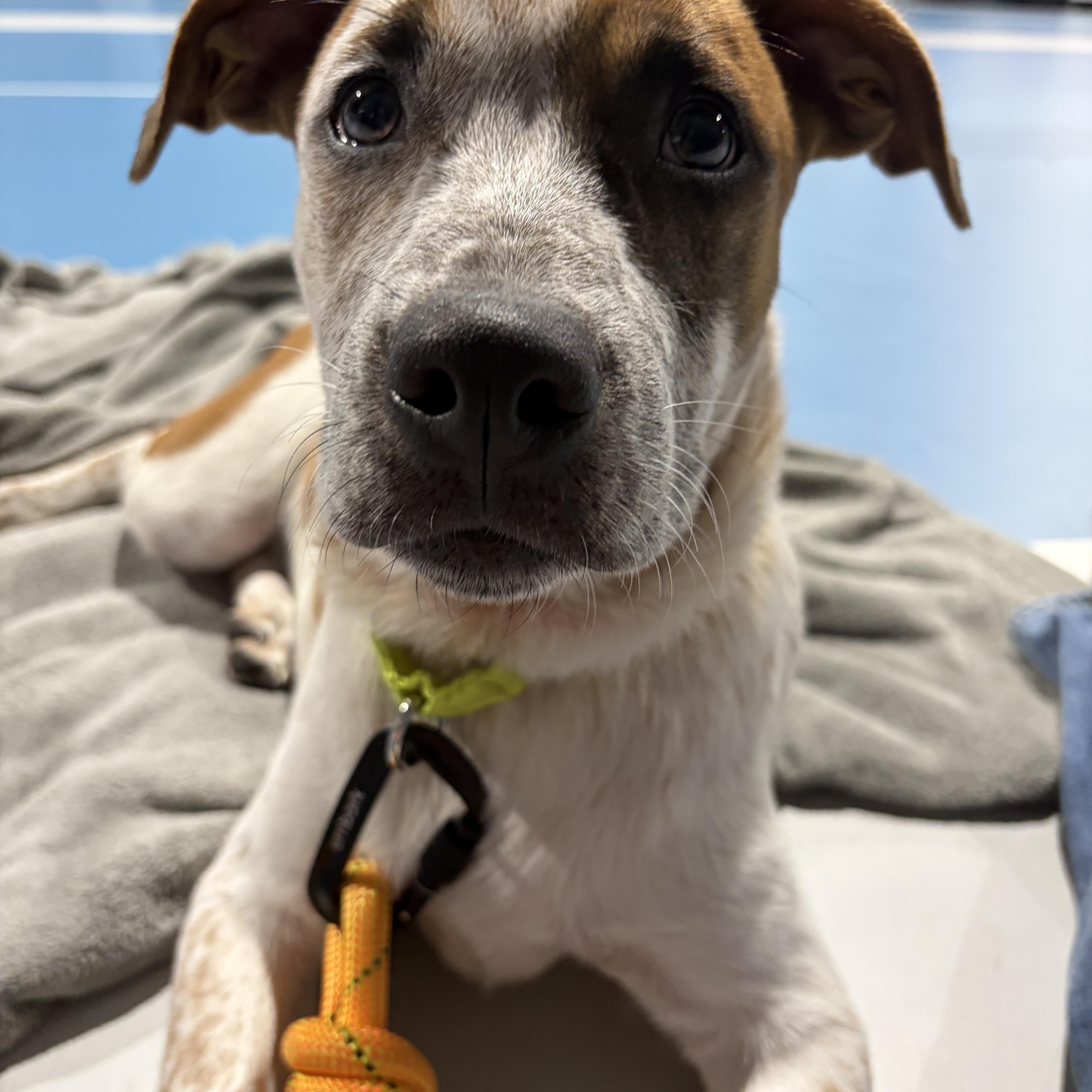 Enlarge Rapp, a Adopted mixed breed in Pembroke, MA image 3/3