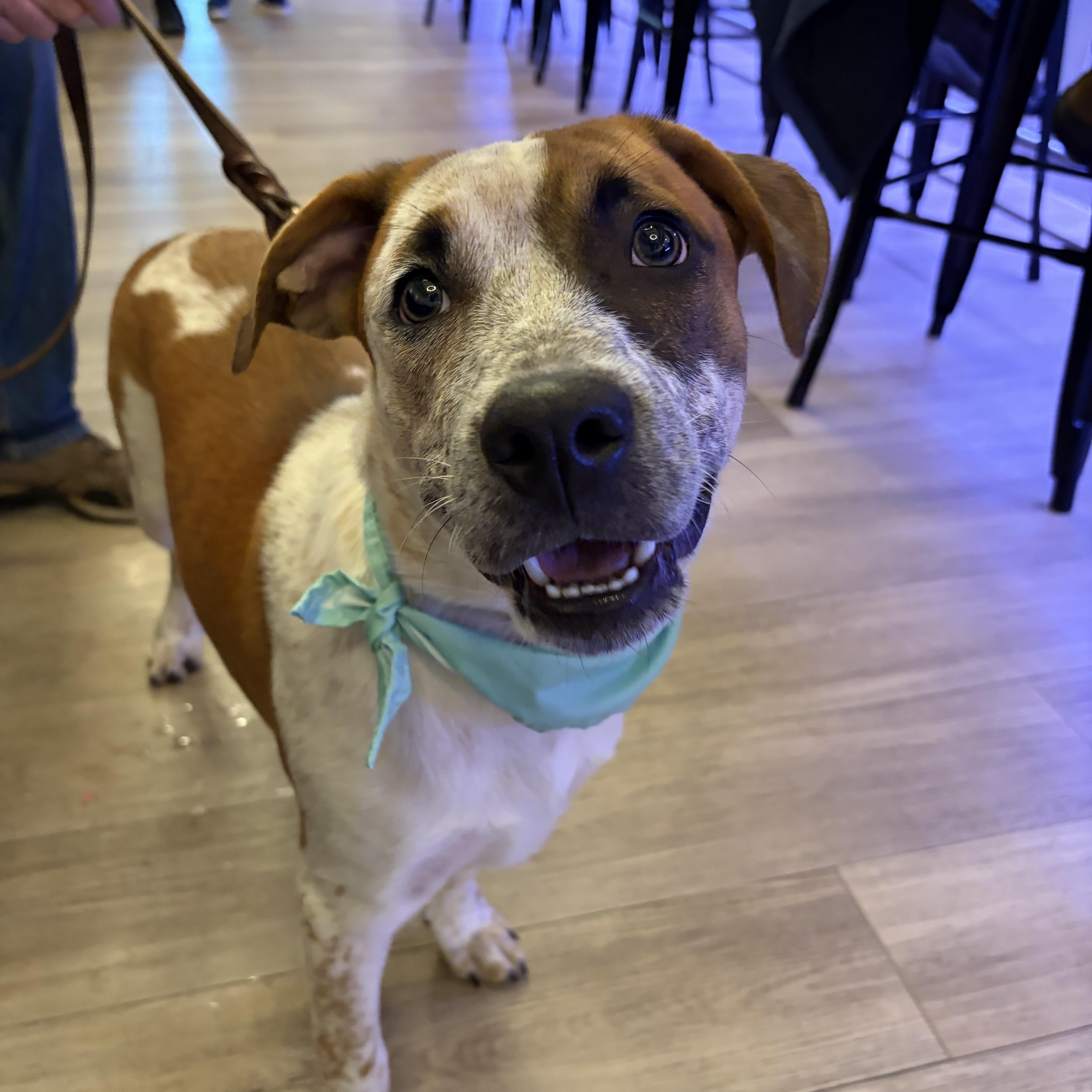 Enlarge Rapp, a Adopted mixed breed in Pembroke, MA image 1/3