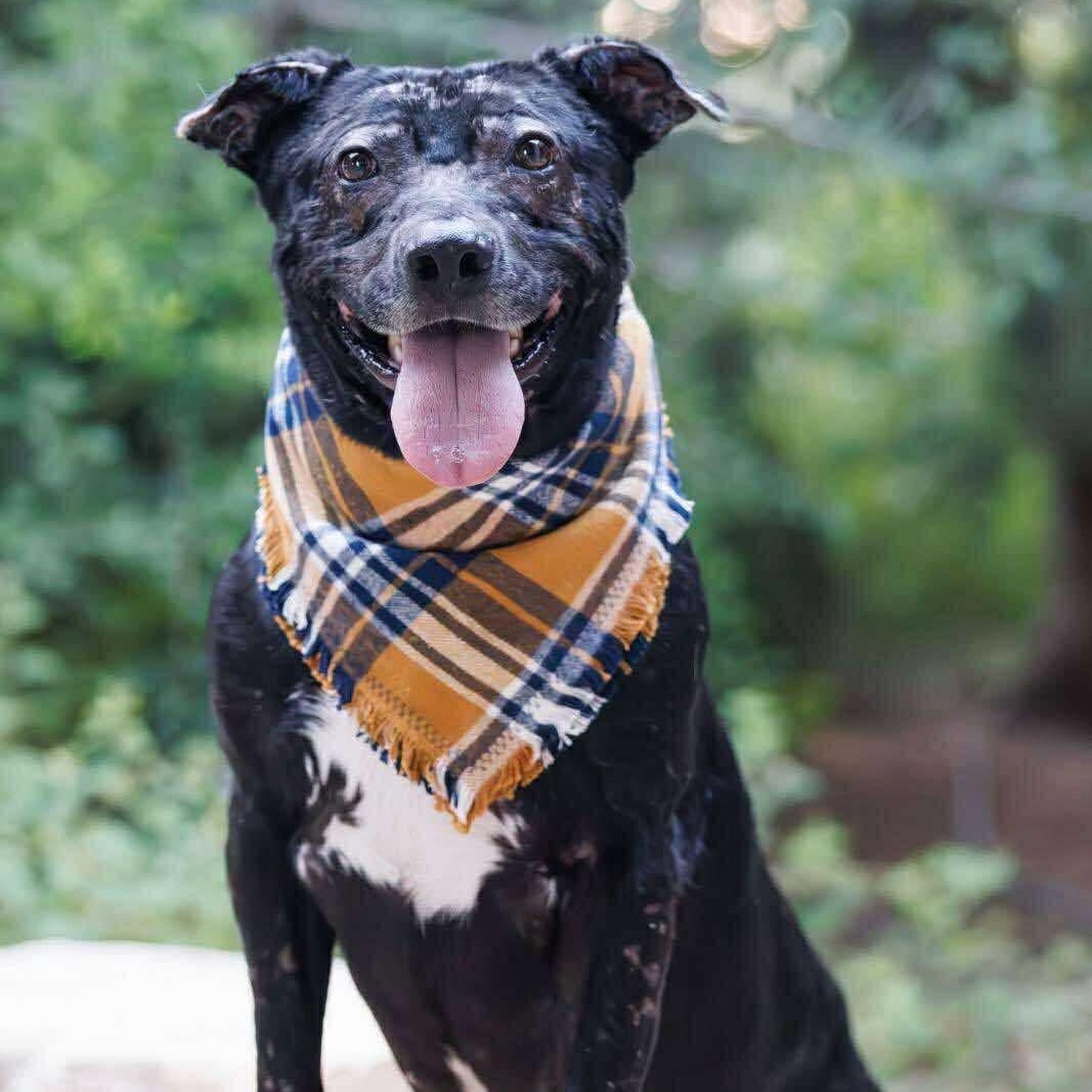 Gunner, a Adoptable mixed breed in Pelham, NH image 4/6