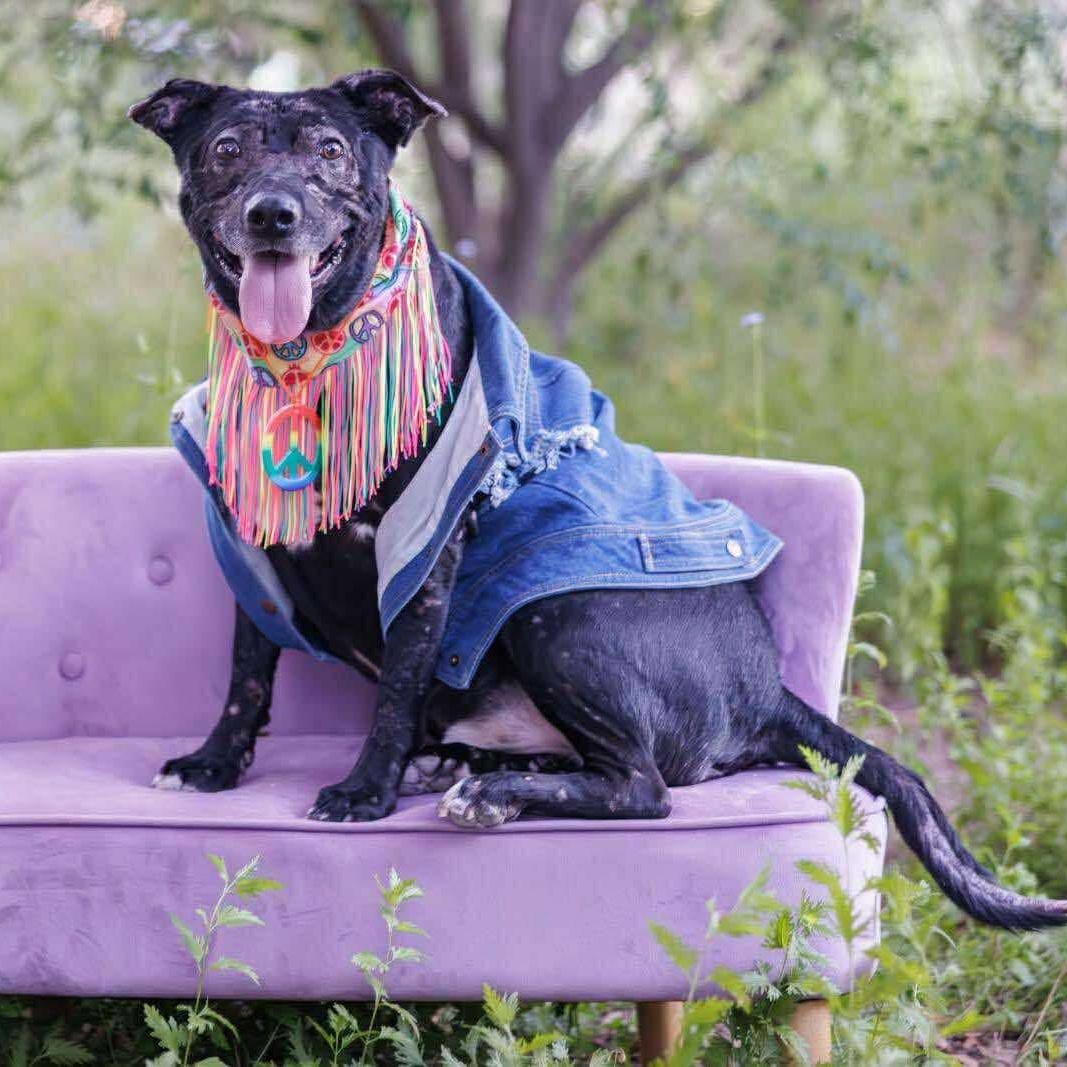 Gunner, Adoptable, Adult Male Pit Bull Terrier & Mixed Breed.