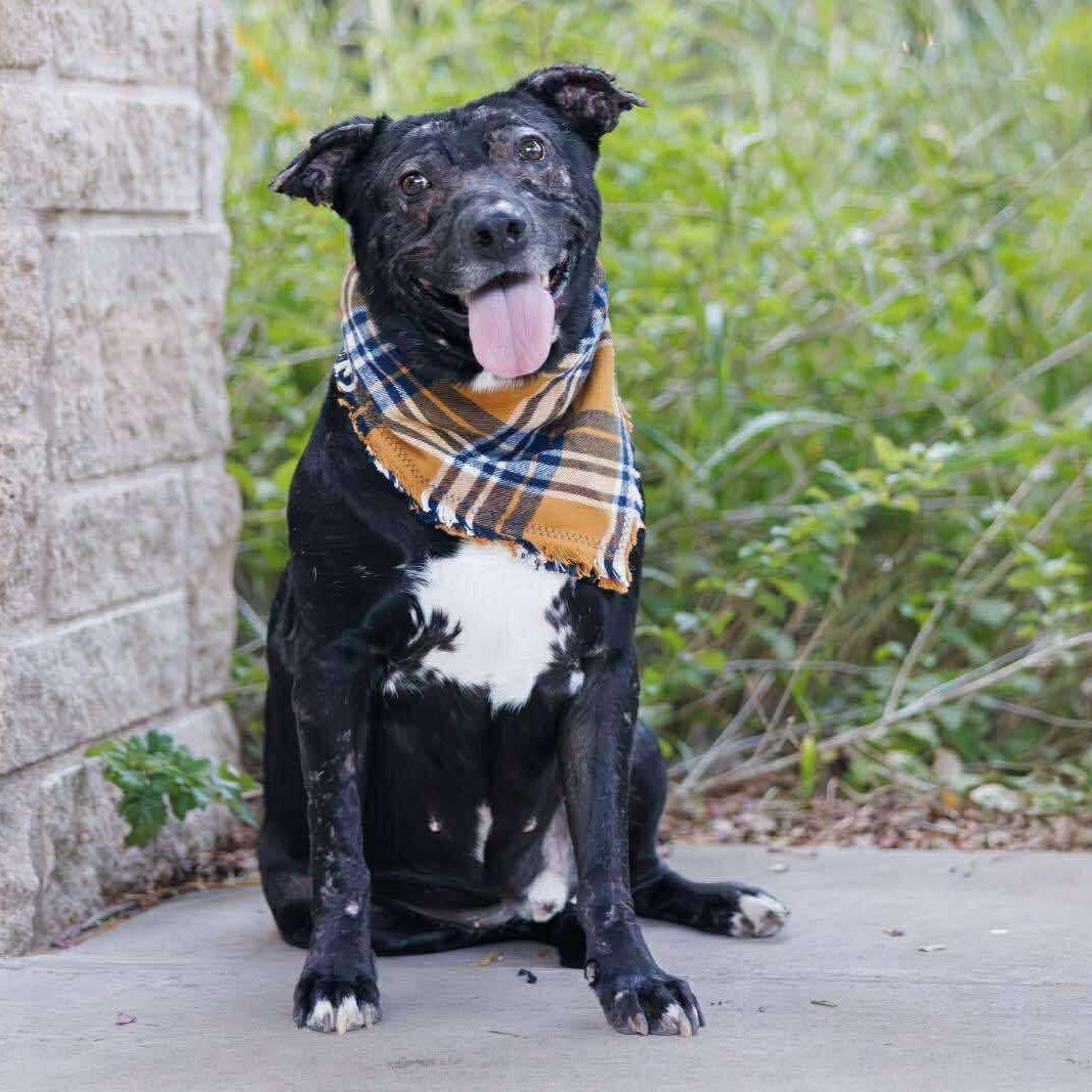 Gunner, a Adoptable mixed breed in Pelham, NH image 2/6