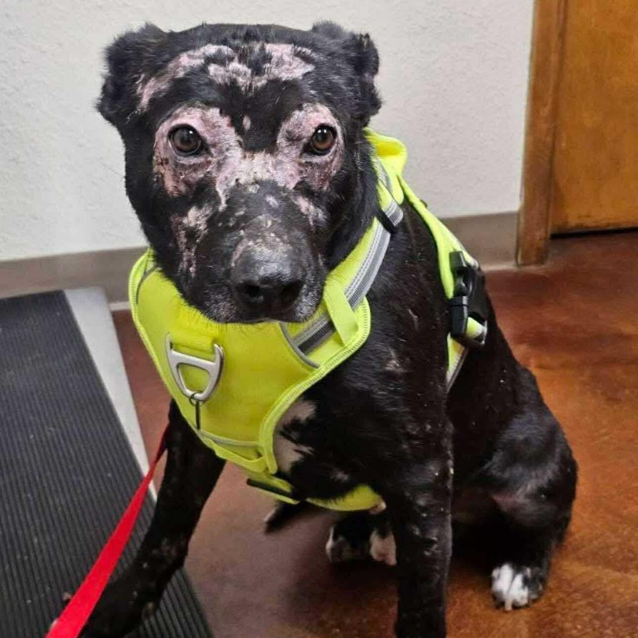 Gunner, a Adoptable mixed breed in Pelham, NH image 5/6