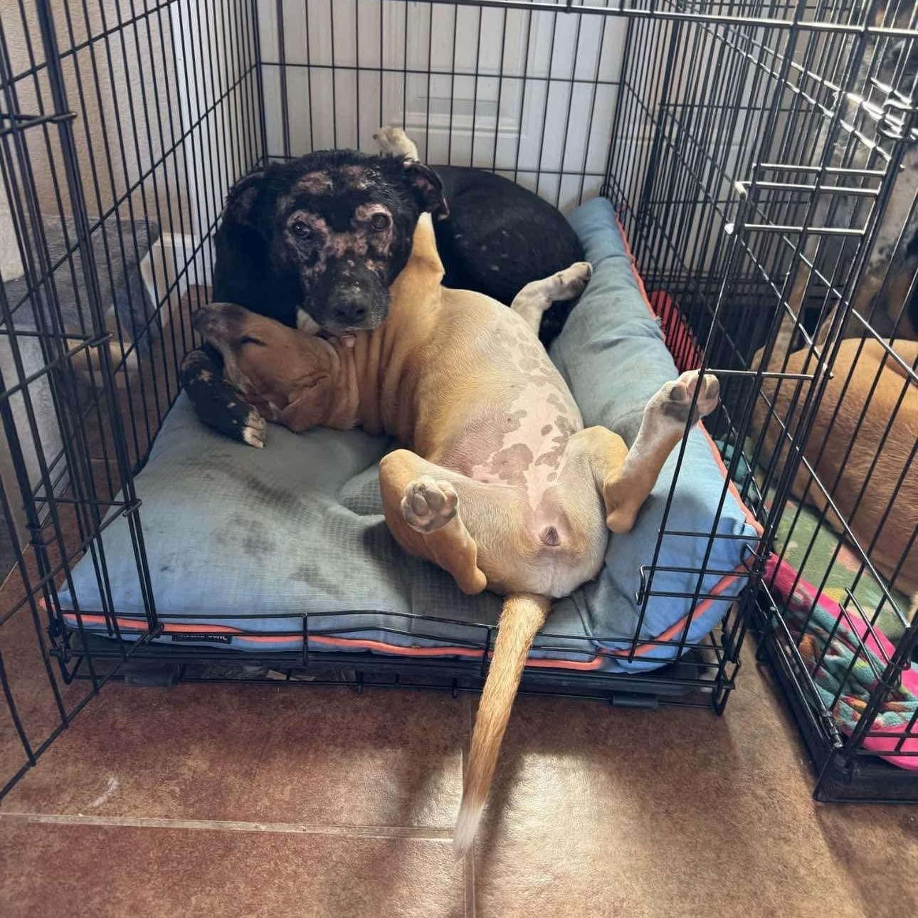 Gunner, a Adoptable mixed breed in Pelham, NH image 6/6