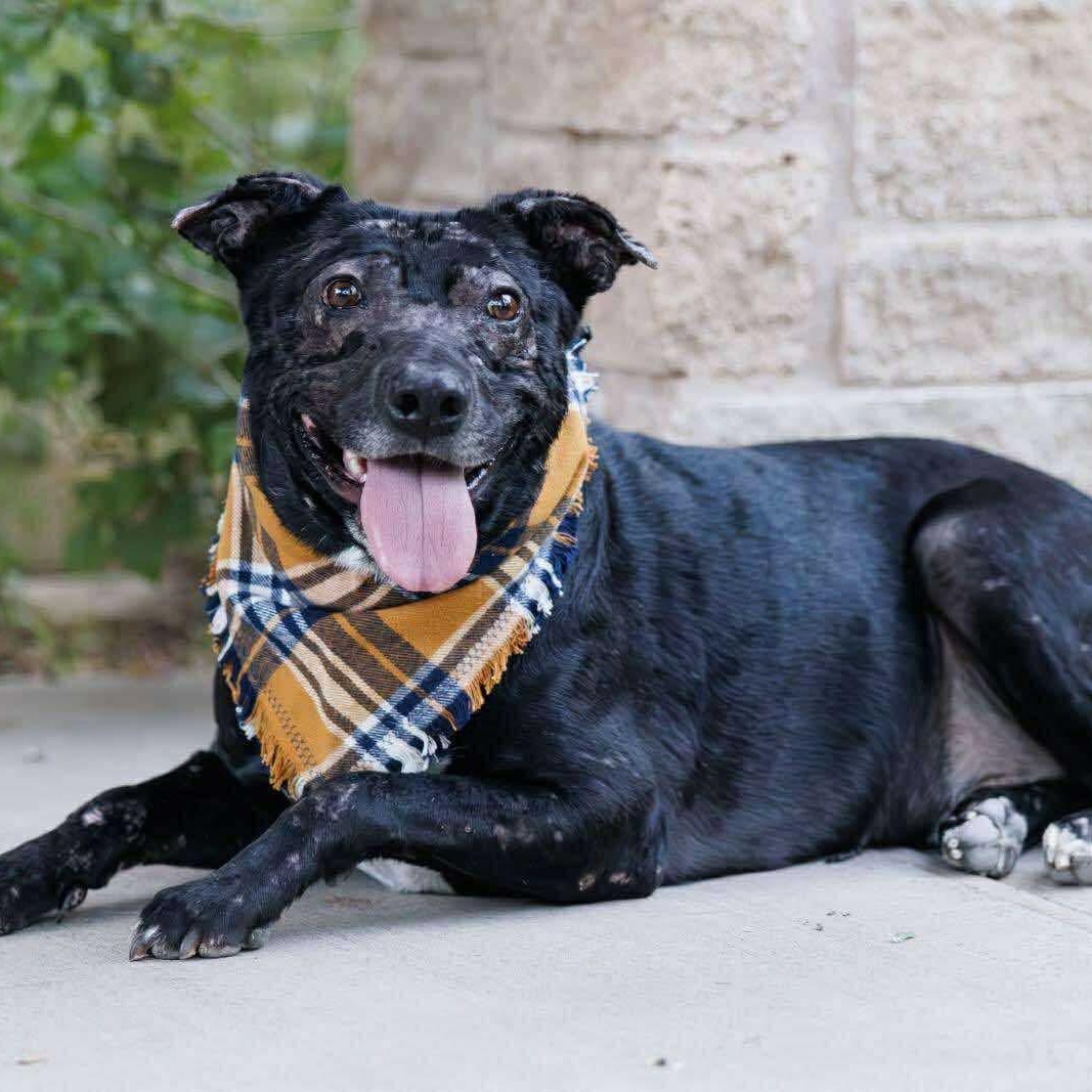 Gunner, a Adoptable mixed breed in Pelham, NH image 3/6