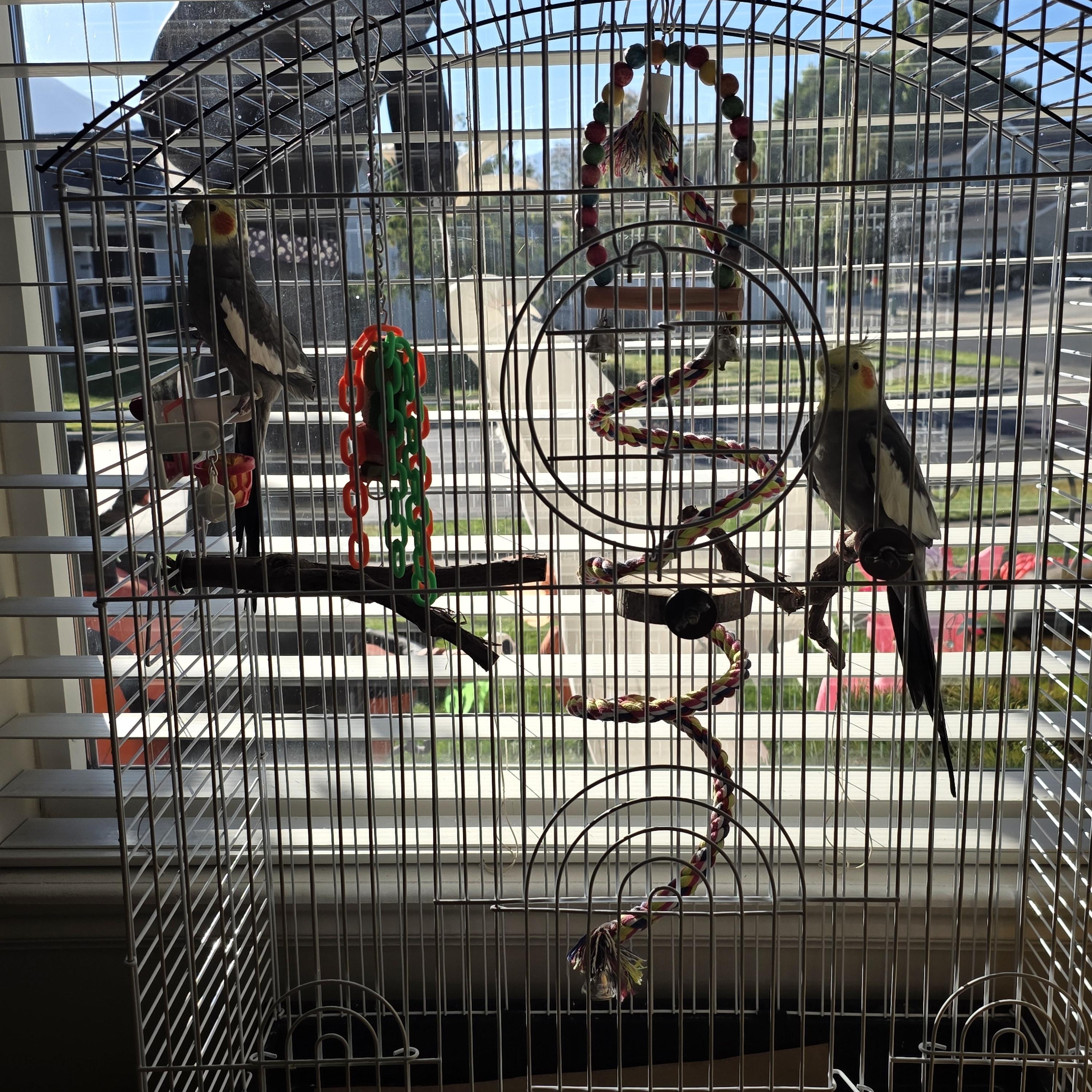 Cappy & Richard, ADOPTABLE, Young Male Cockatiel.