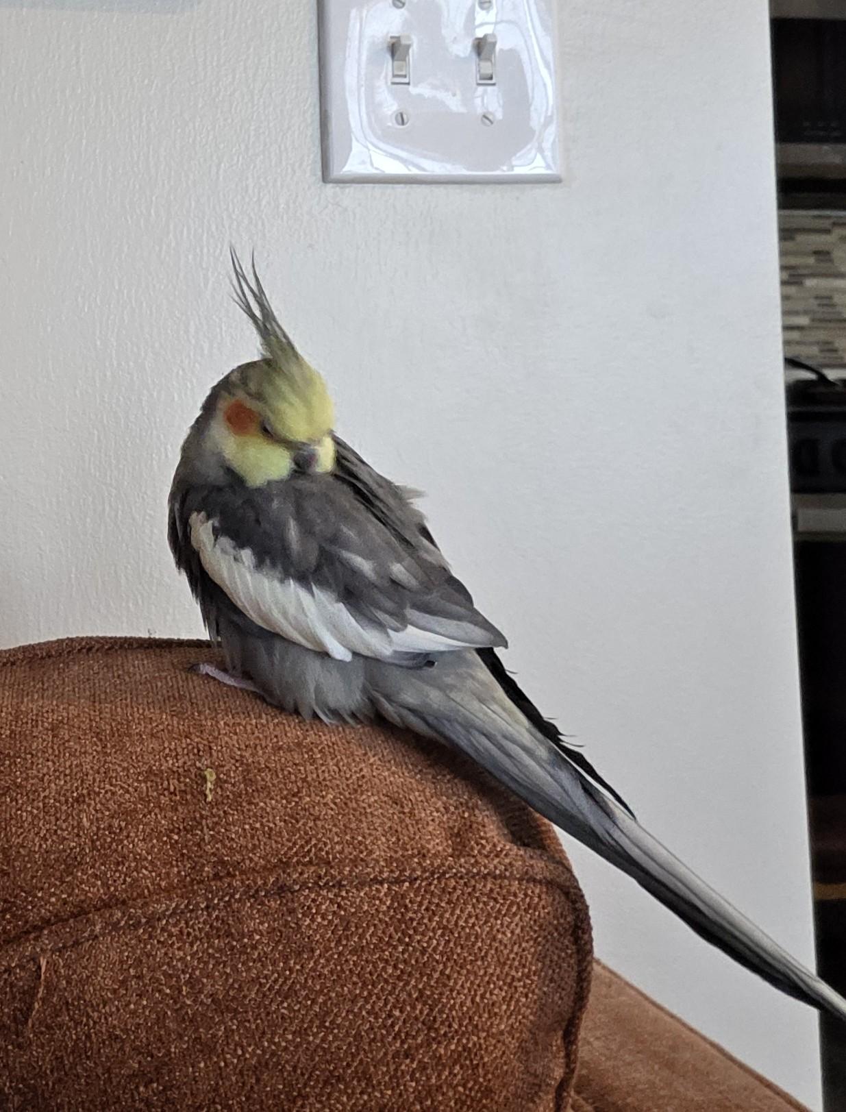 Enlarge Cappy & Richard, a ADOPTABLE Cockatiel in Salt Lake City, UT image 2/3