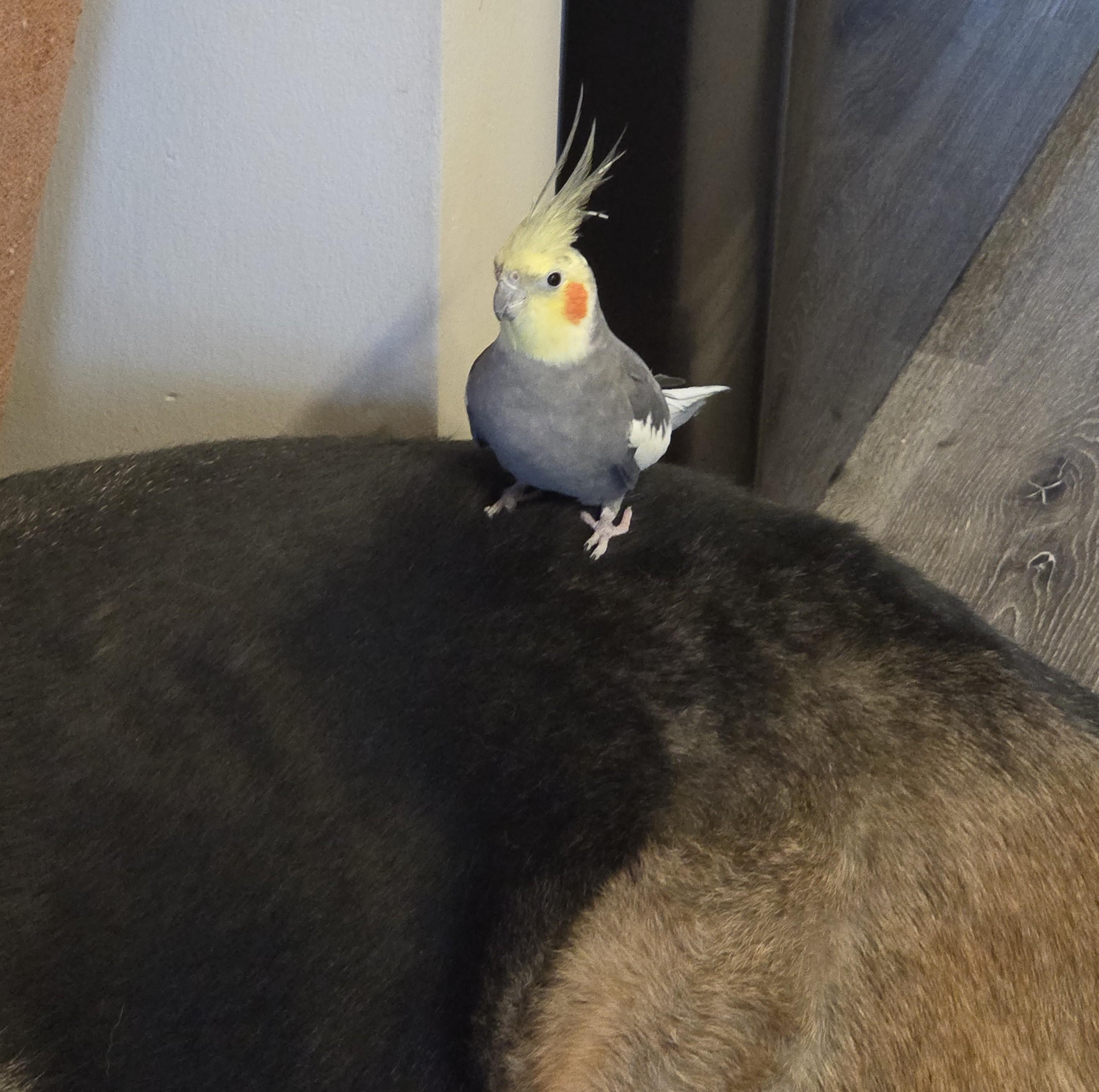 Richard, ADOPTABLE, Young Male Cockatiel.