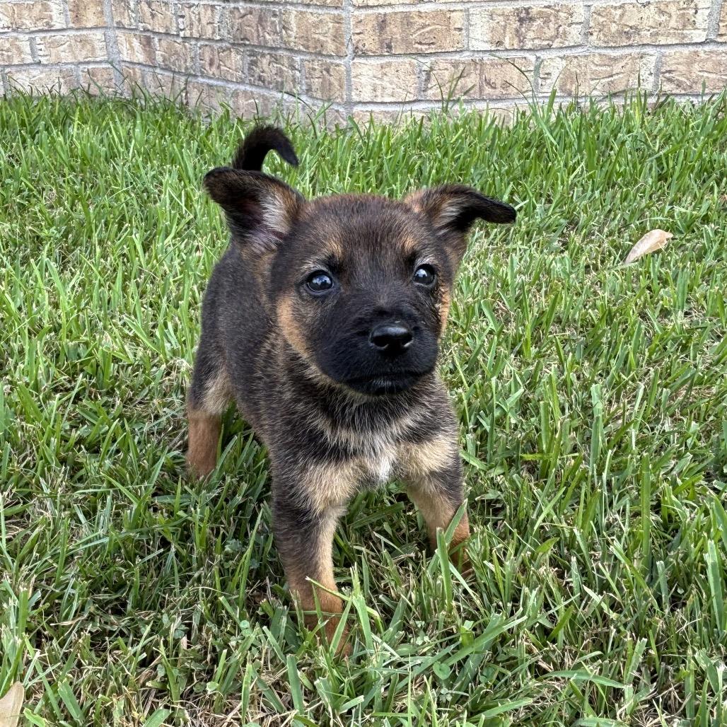 Enlarge Peekaboo, a Adoptable mixed breed in Carencro, LA image 1/4