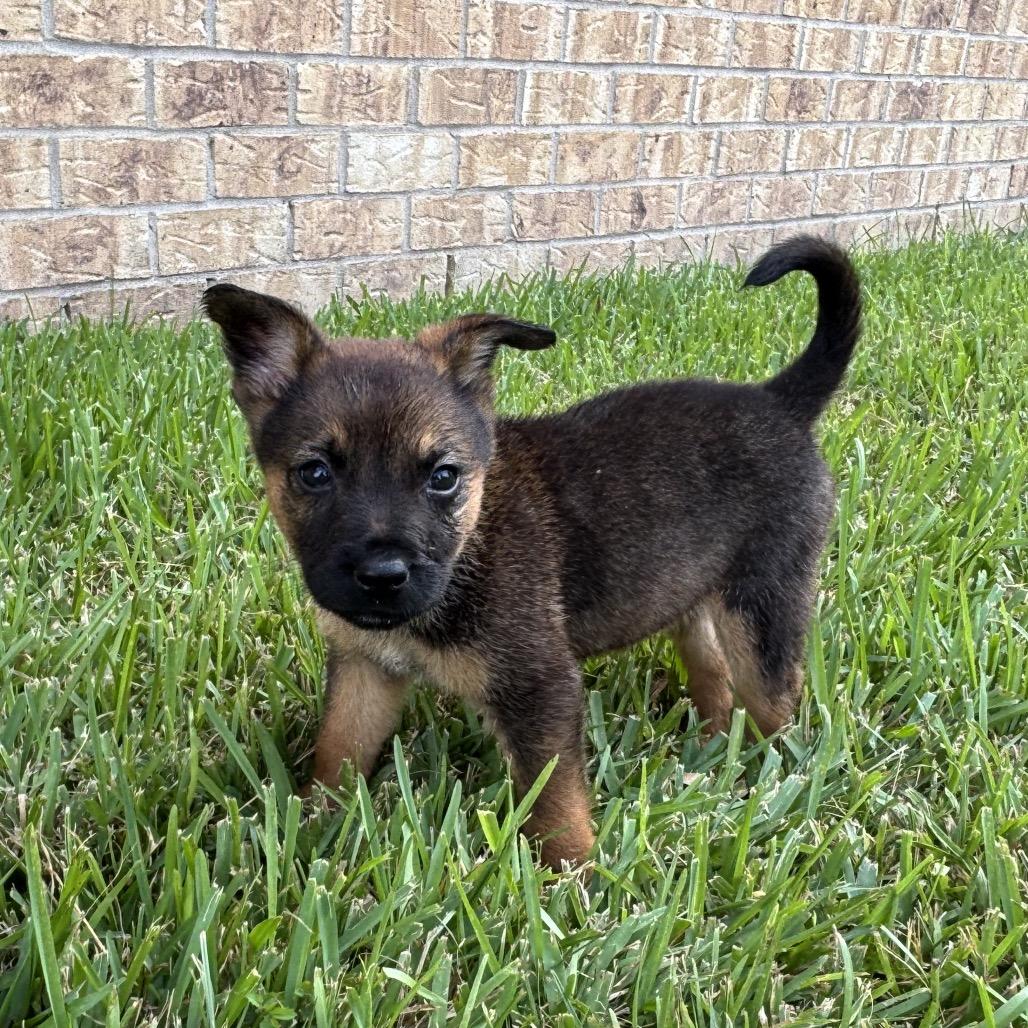 Enlarge Peekaboo, a Adoptable mixed breed in Carencro, LA image 2/4