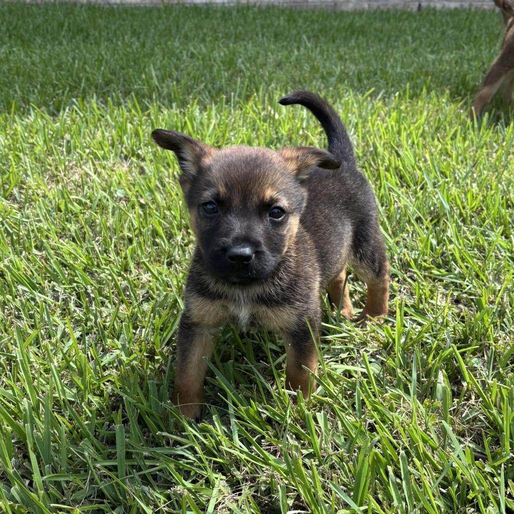 Enlarge Peekaboo, a Adoptable mixed breed in Carencro, LA image 3/4