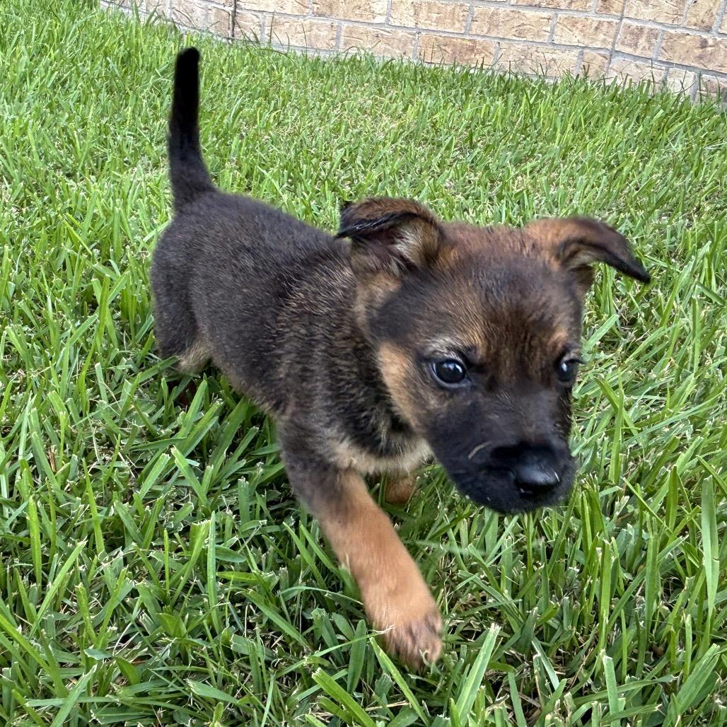 Enlarge Peekaboo, a Adoptable mixed breed in Carencro, LA image 4/4